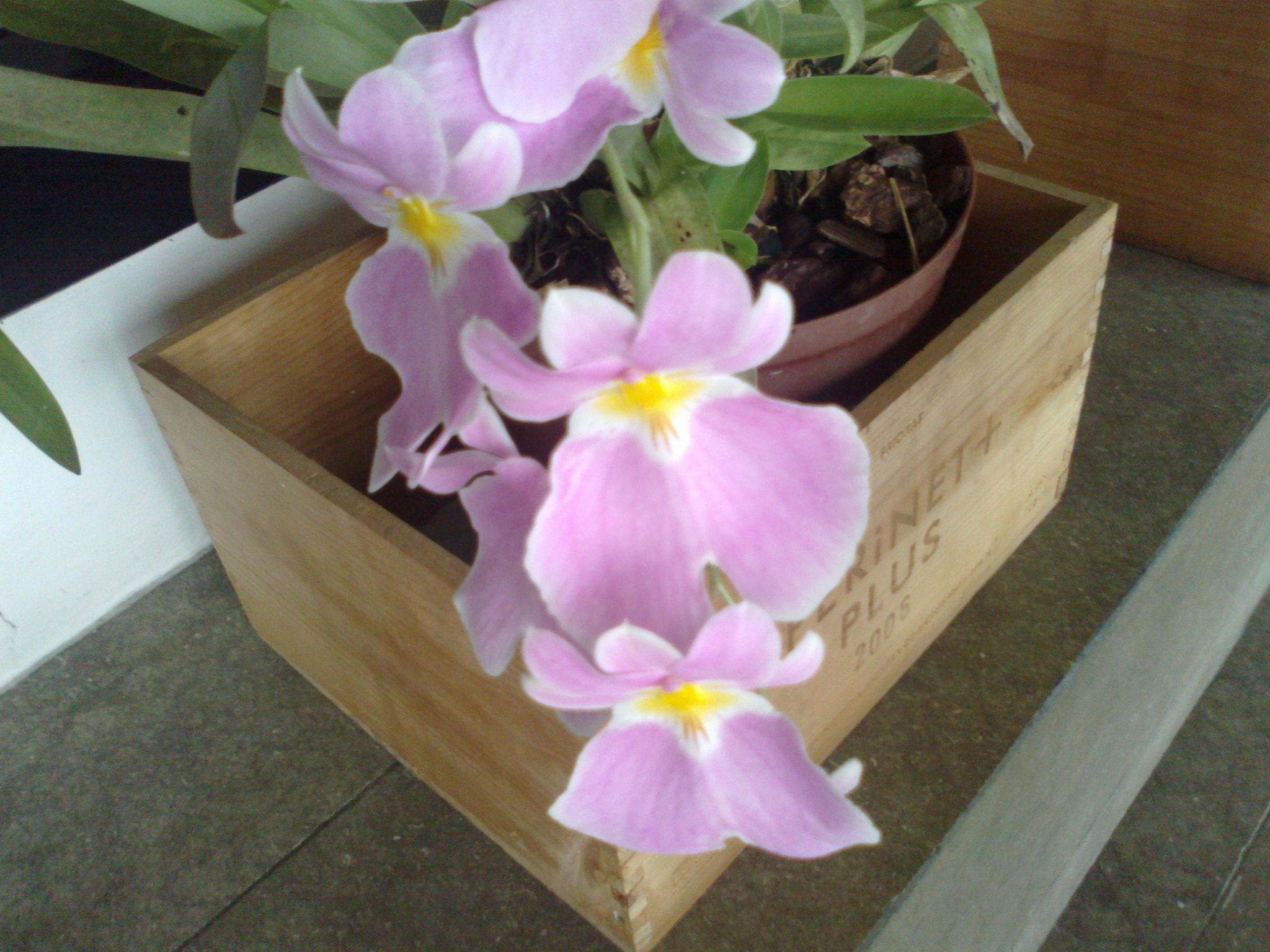 Nokia E5-00.2 sample photo. Orquideas photography