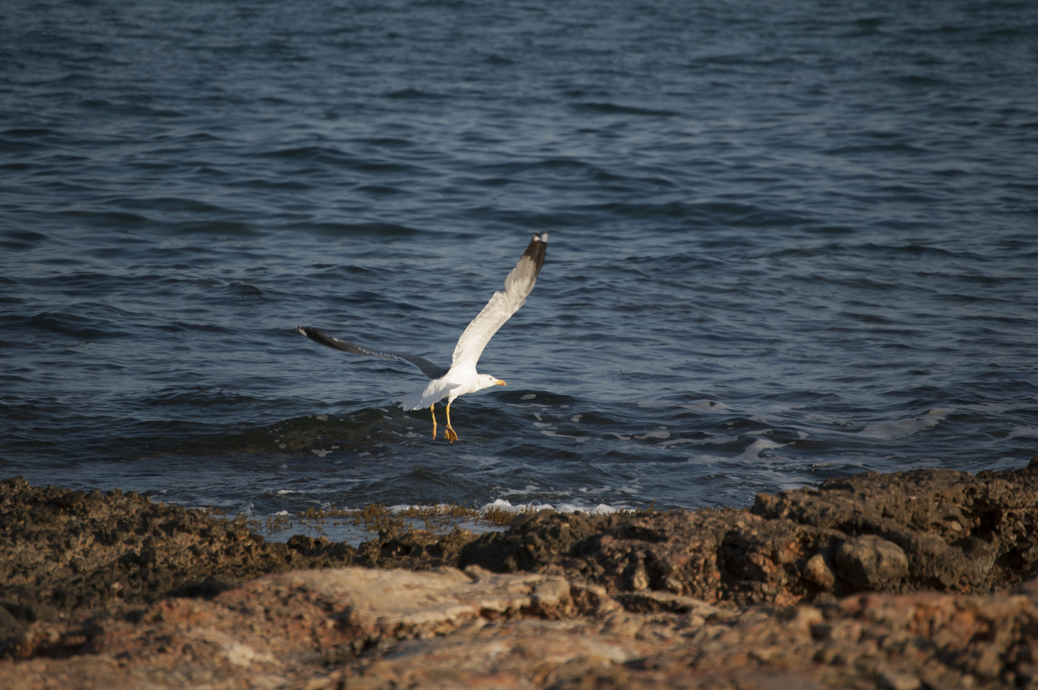 Nikon D50 sample photo. Gaviota despegando photography