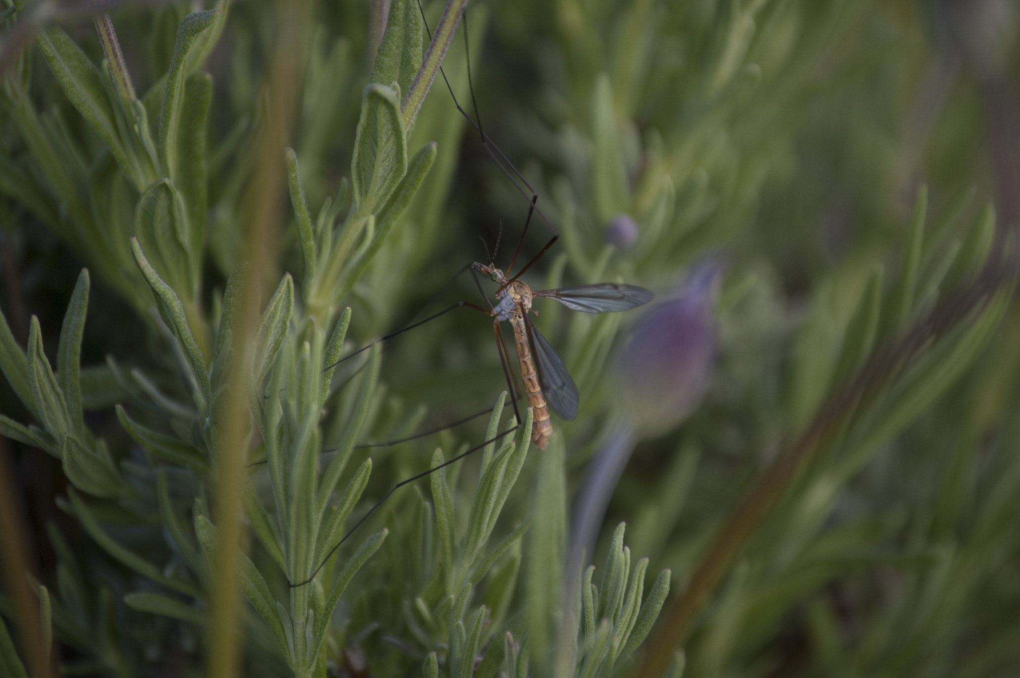 Nikon D50 sample photo. Mosquito photography