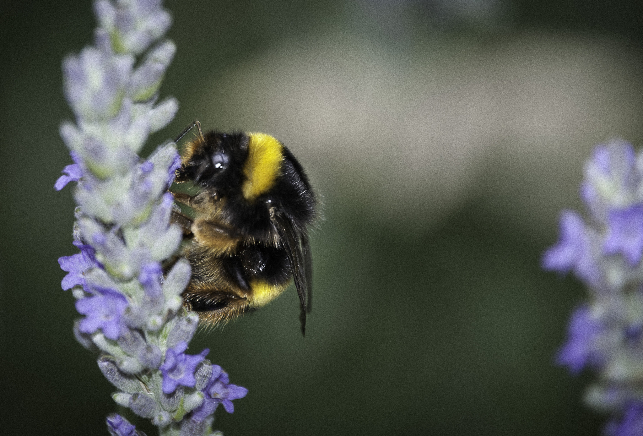 Nikon D50 sample photo. Abeja photography