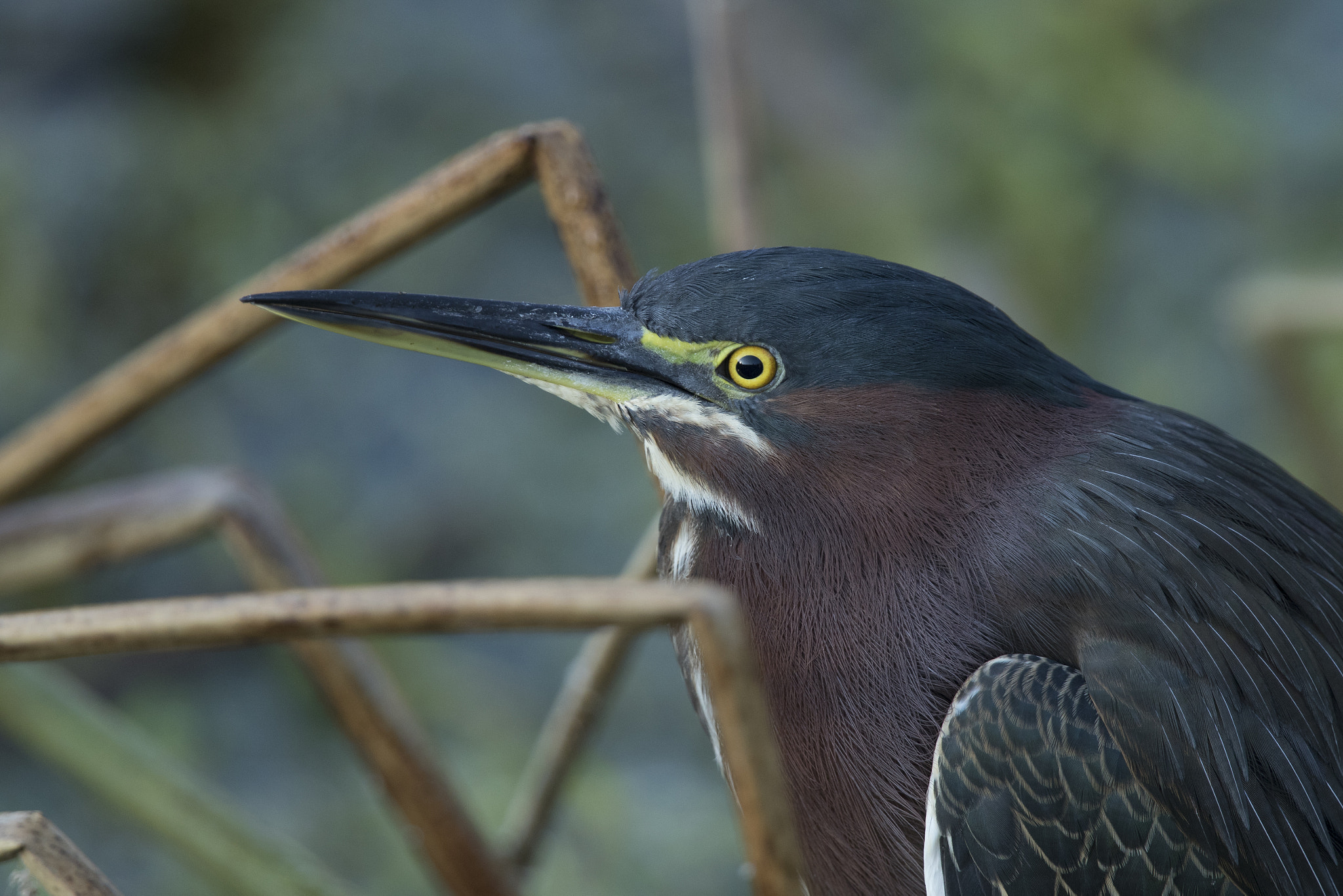 Canon EOS 7D Mark II sample photo. Little blue heron photography