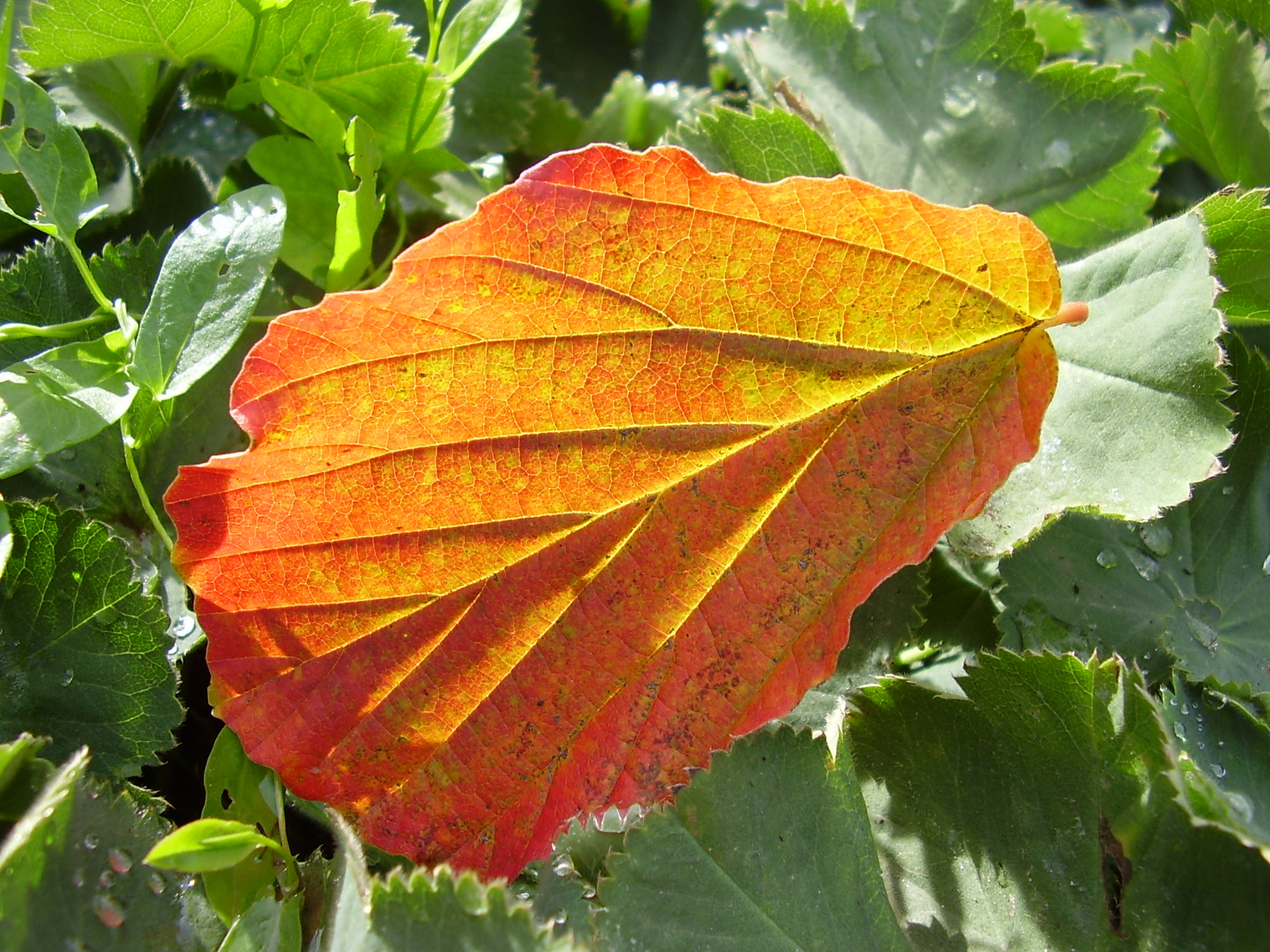 Olympus X450,D535Z,C370Z sample photo. Autumn photography