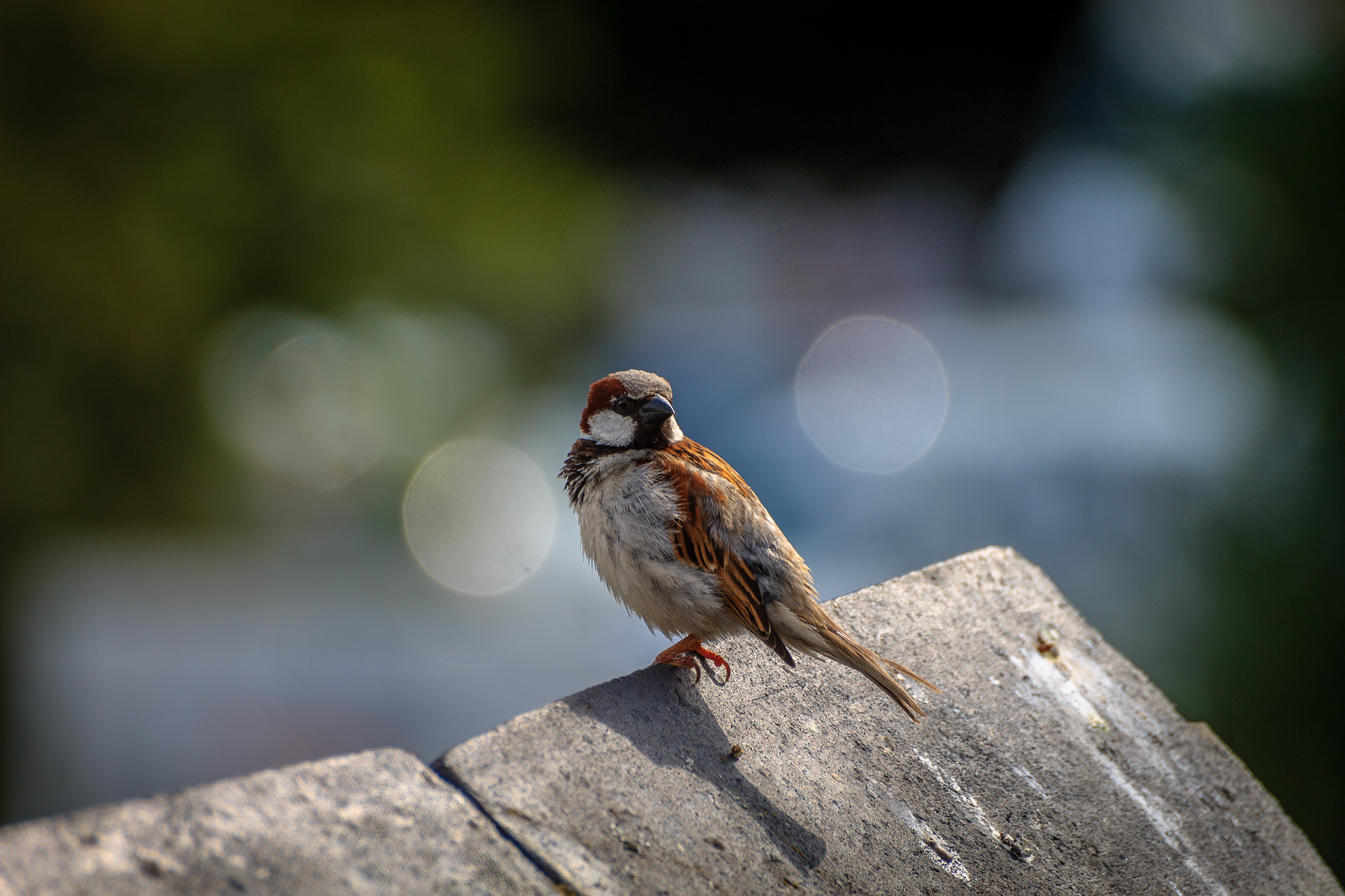 Sigma 70-300mm F4-5.6 APO DG Macro sample photo. Sparrow photography