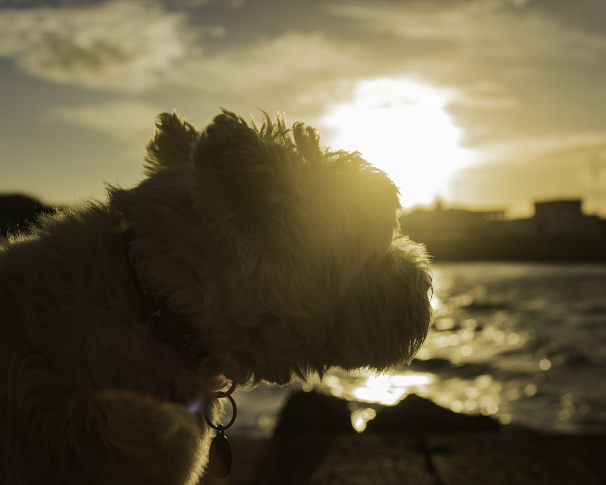 Nikon D810 + AF Zoom-Nikkor 35-70mm f/2.8D sample photo. Moment in the sun photography