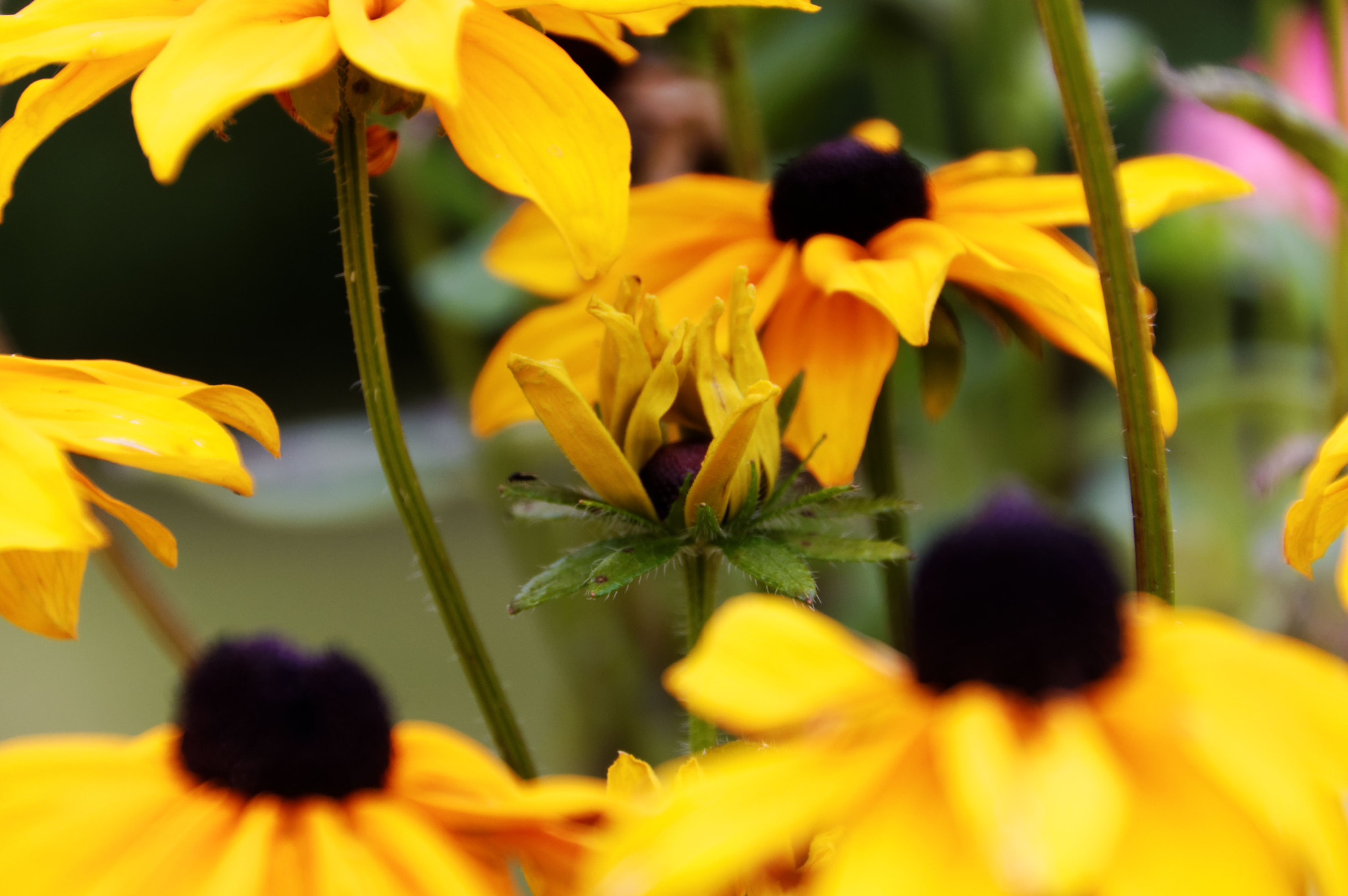 Pentax K-3 II sample photo. Rudbeckia photography