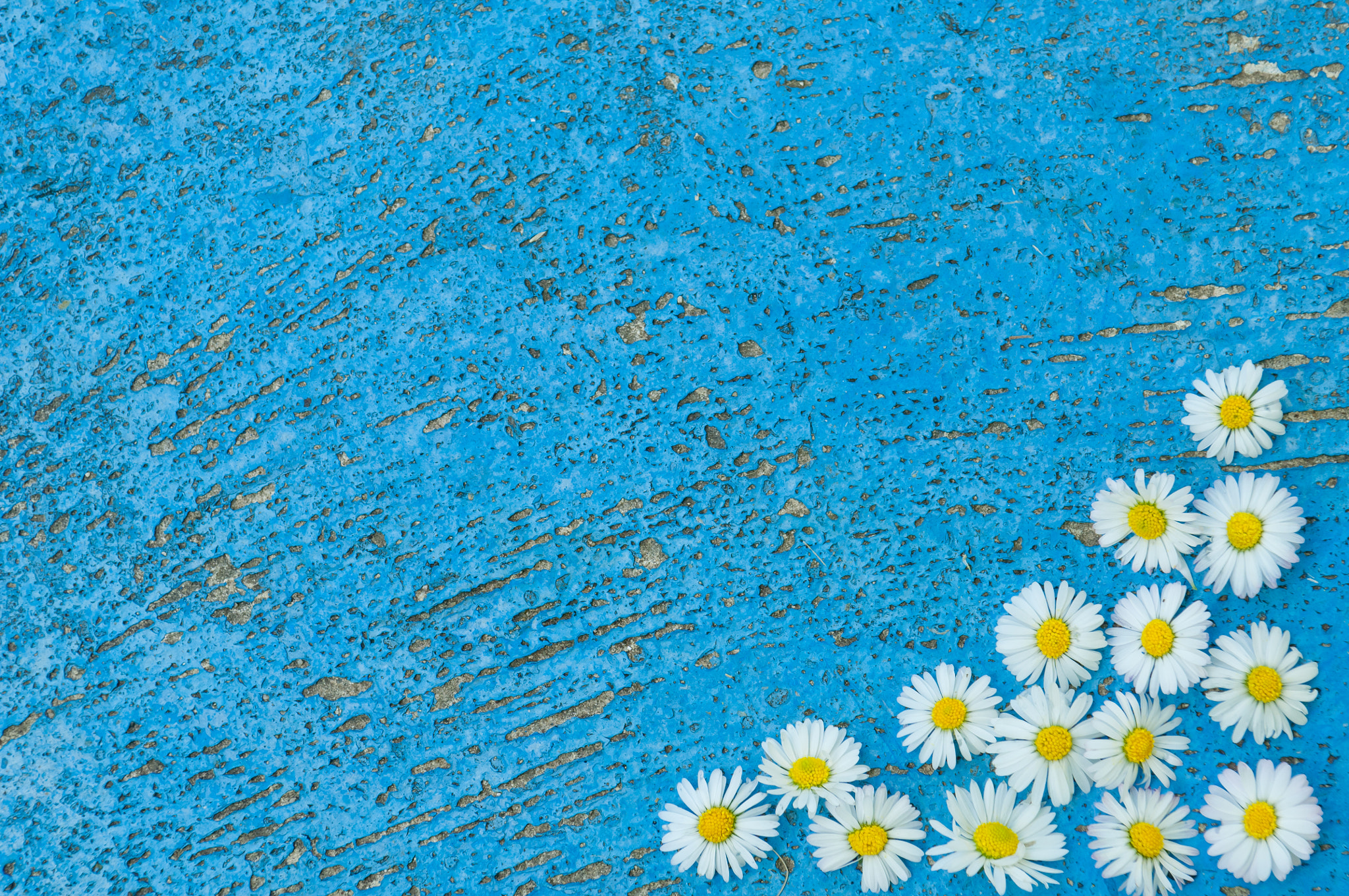 Nikon D2X + Nikon AF-S DX Nikkor 17-55mm F2.8G ED-IF sample photo. Light blue old textured background with daisy flowers turquoise photography