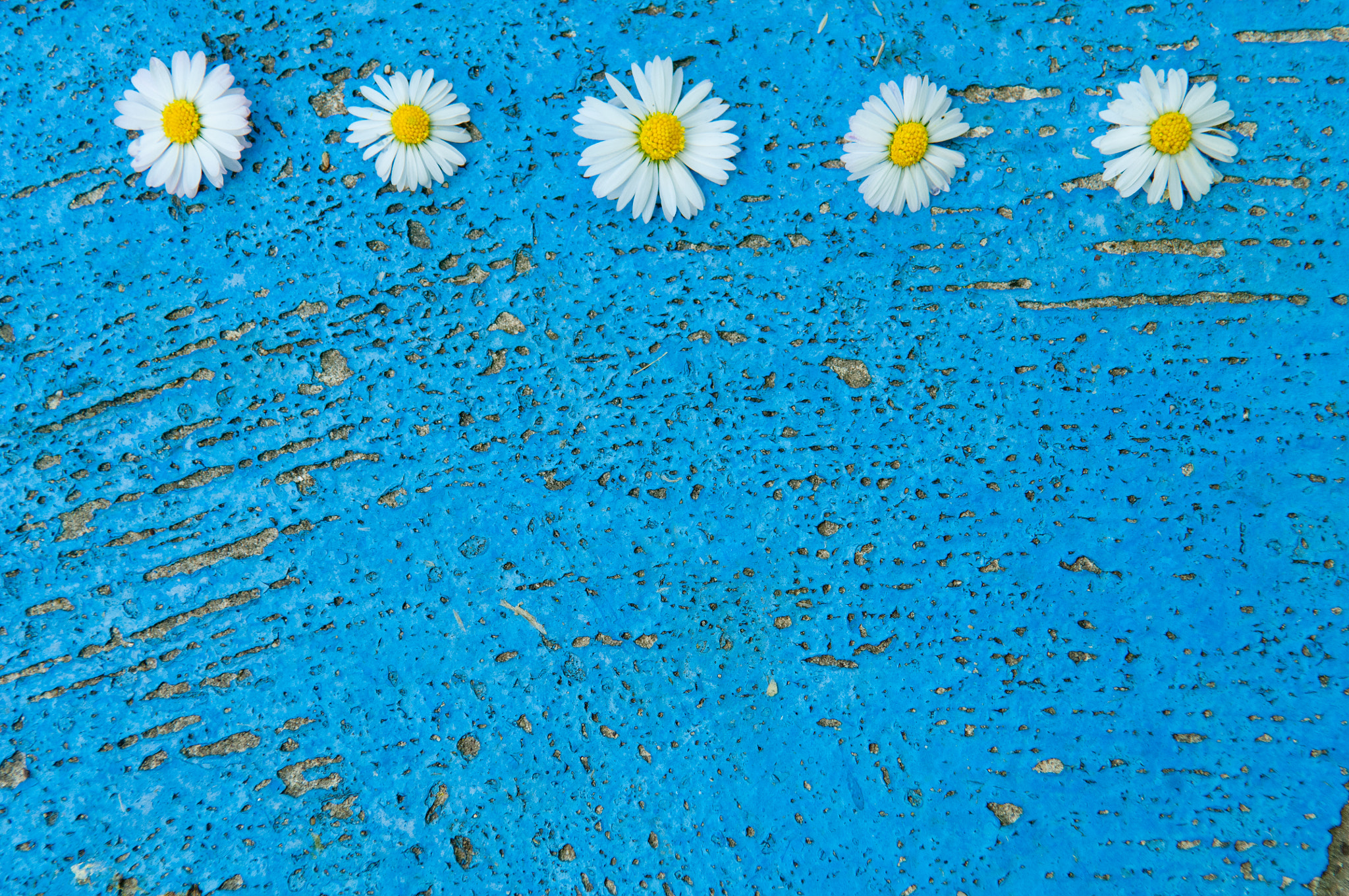 Nikon D2X sample photo. Light blue old textured background with daisy flowers turquoise photography