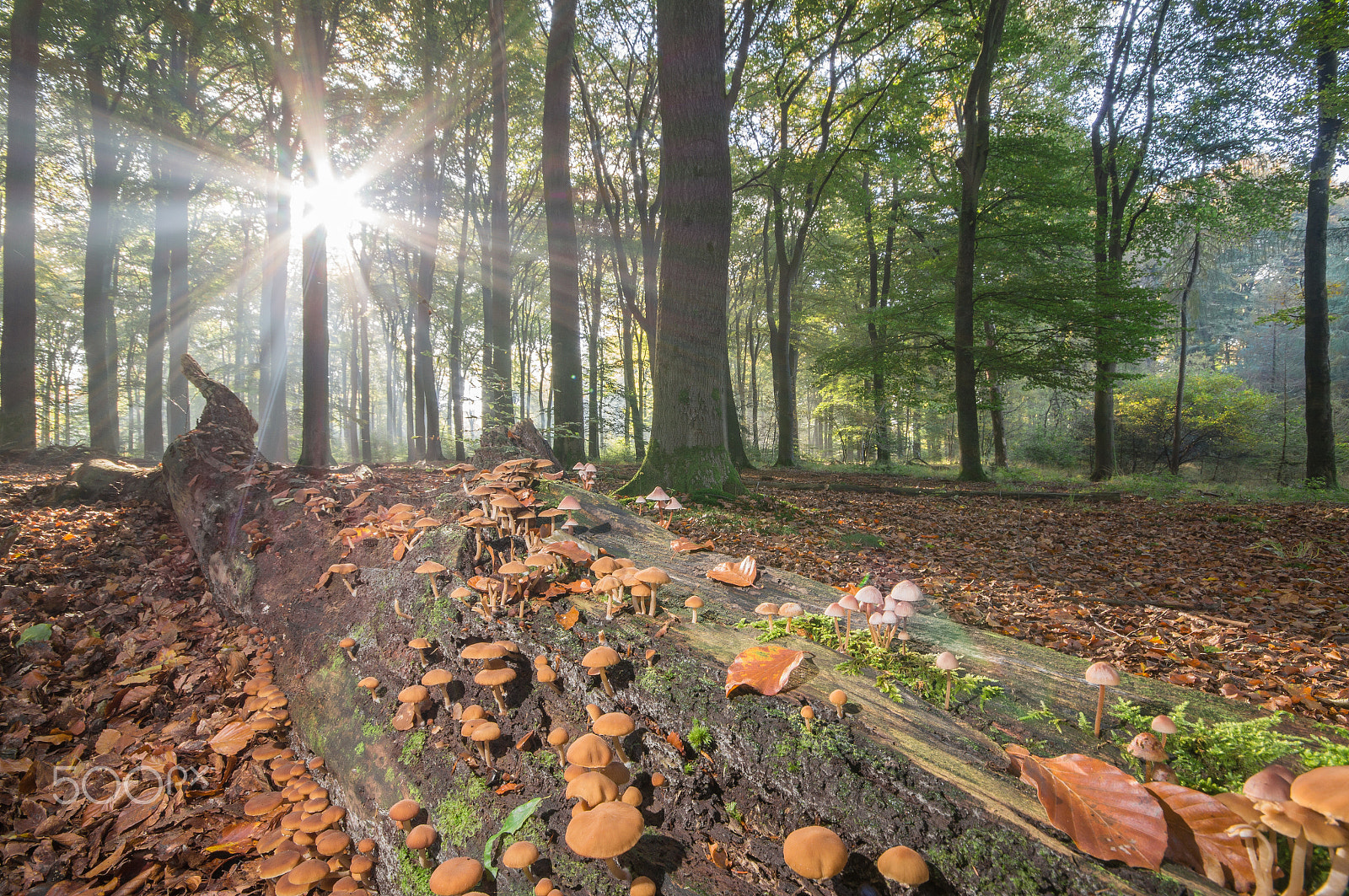 Sony SLT-A57 sample photo. Sunny mushrooms photography