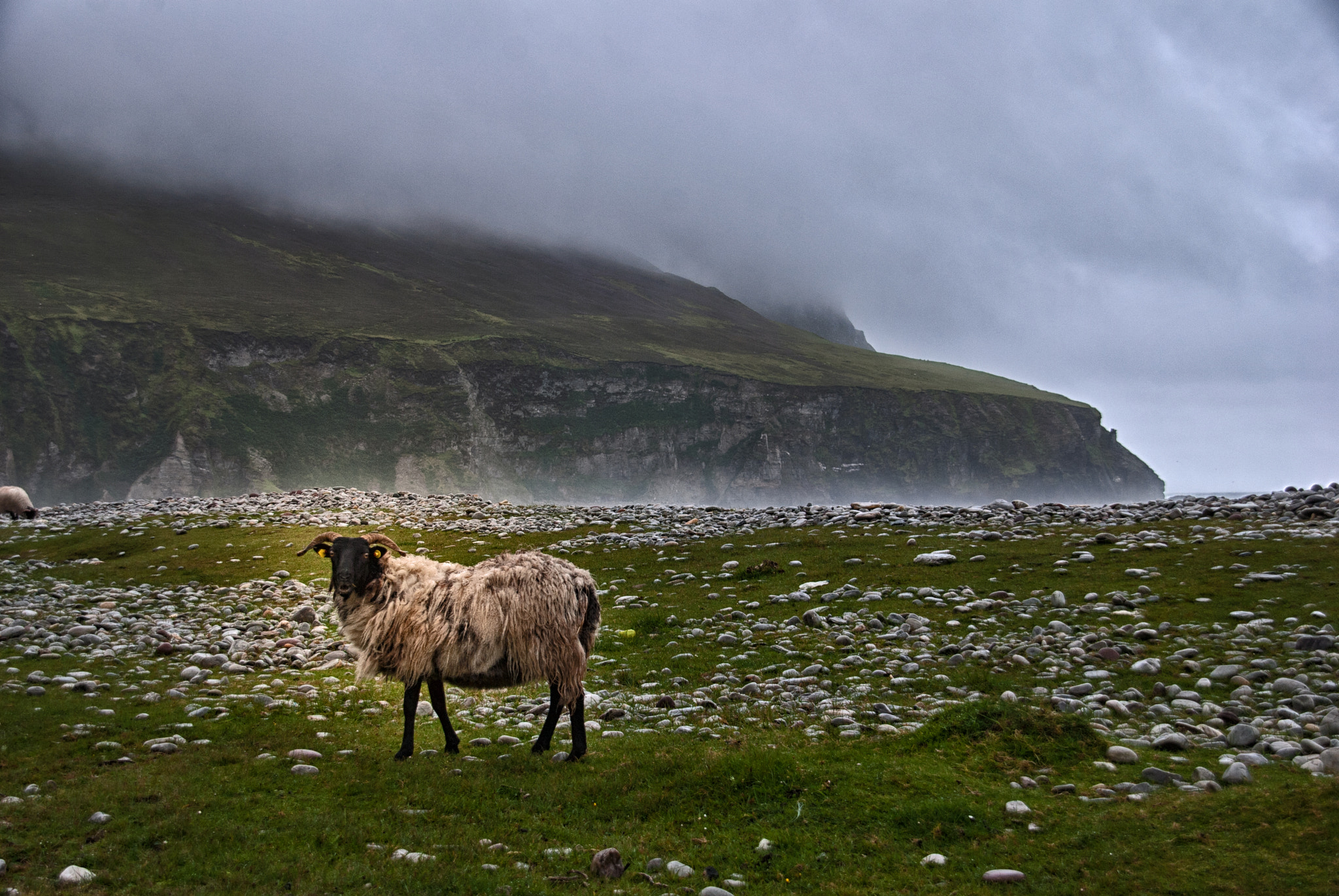 Nikon D60 + Sigma 18-200mm F3.5-6.3 DC OS HSM sample photo. Irish sheep photography