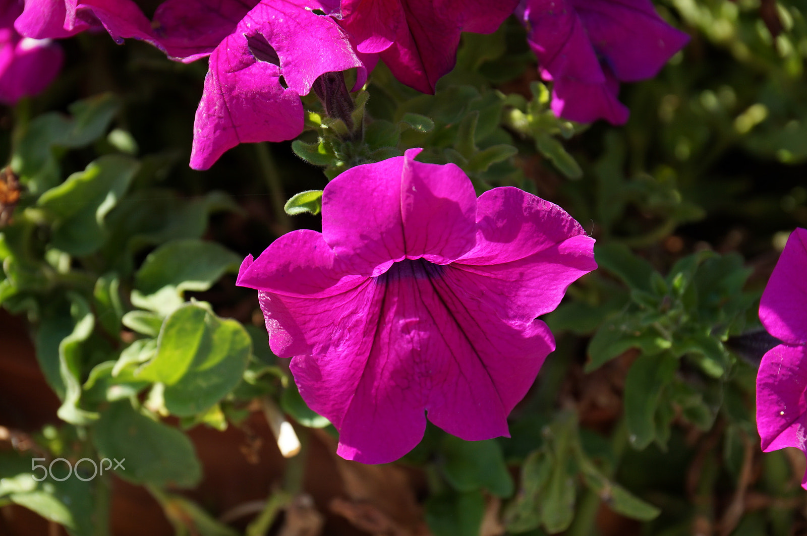 Sony DT 18-135mm F3.5-5.6 SAM sample photo. Purple bloom photography