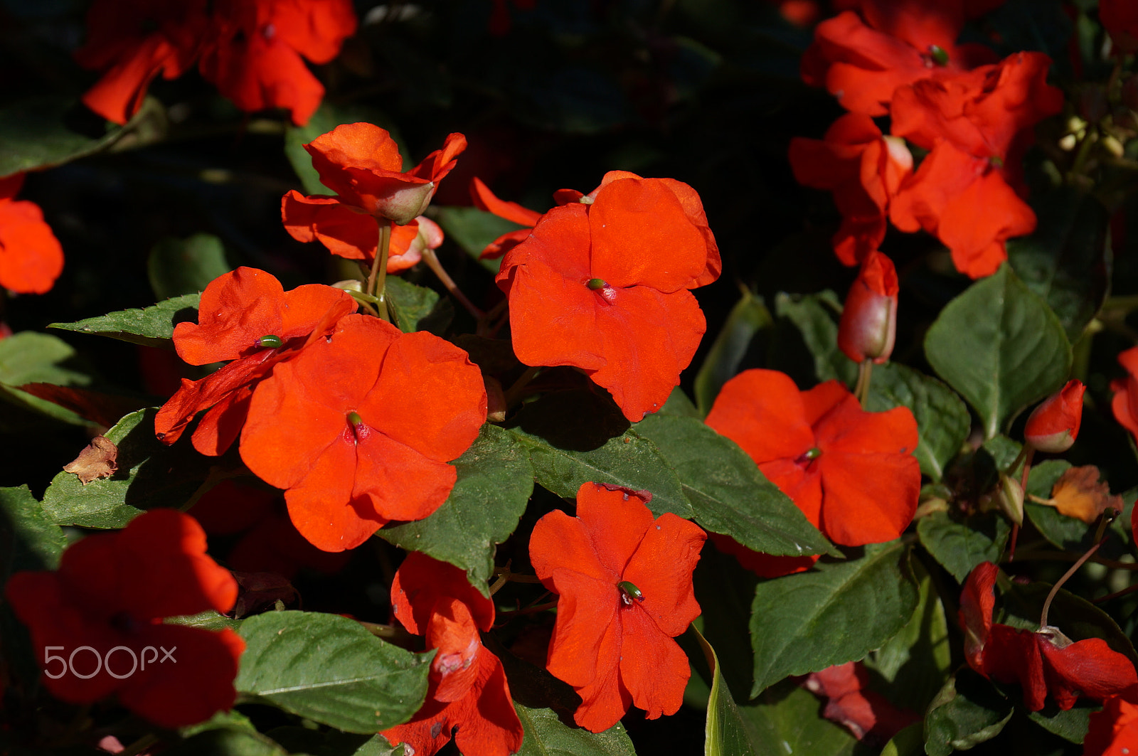 Sony DT 18-135mm F3.5-5.6 SAM sample photo. Reds photography