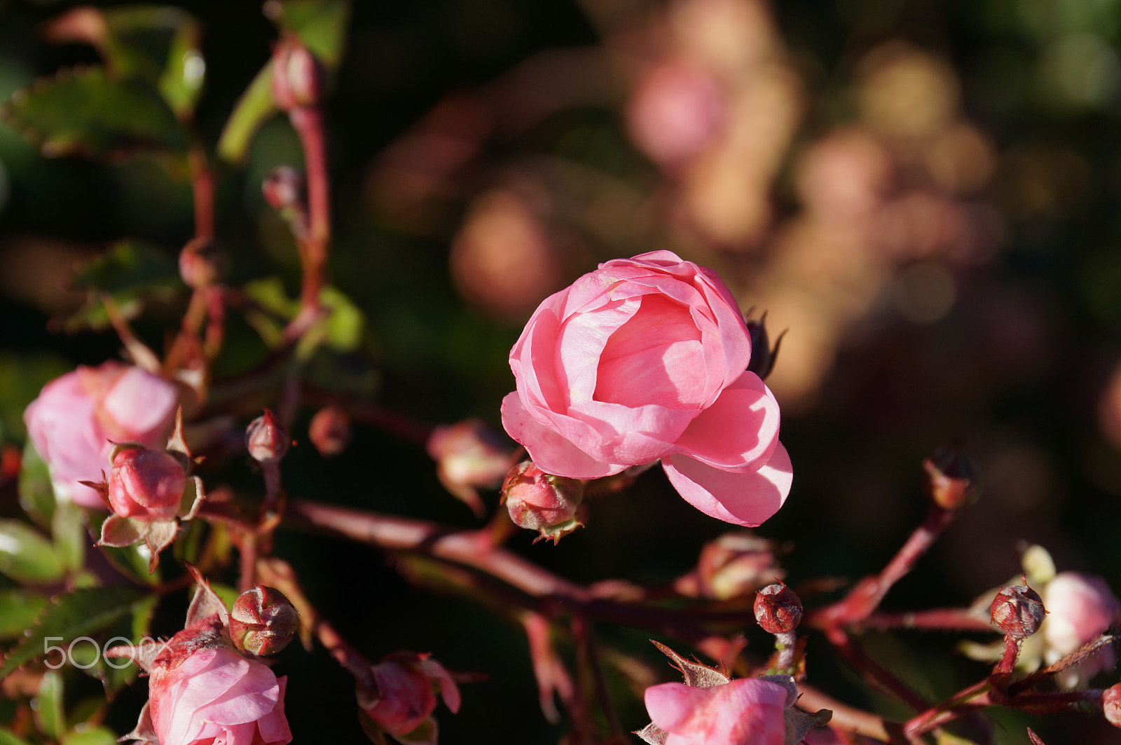Sony DT 18-135mm F3.5-5.6 SAM sample photo. Pink rose photography