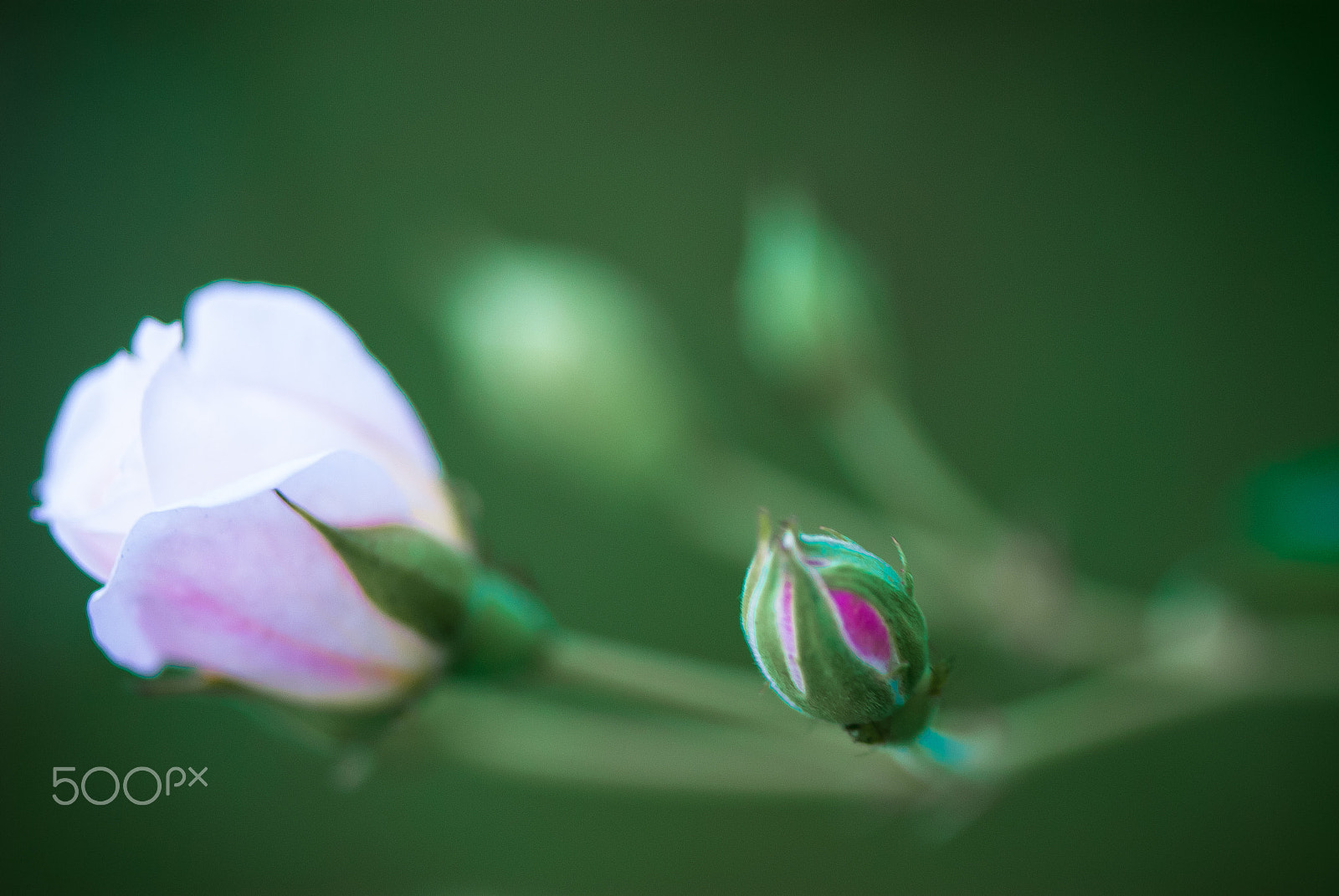 Nikon D200 sample photo. Bud of delicate roses photography