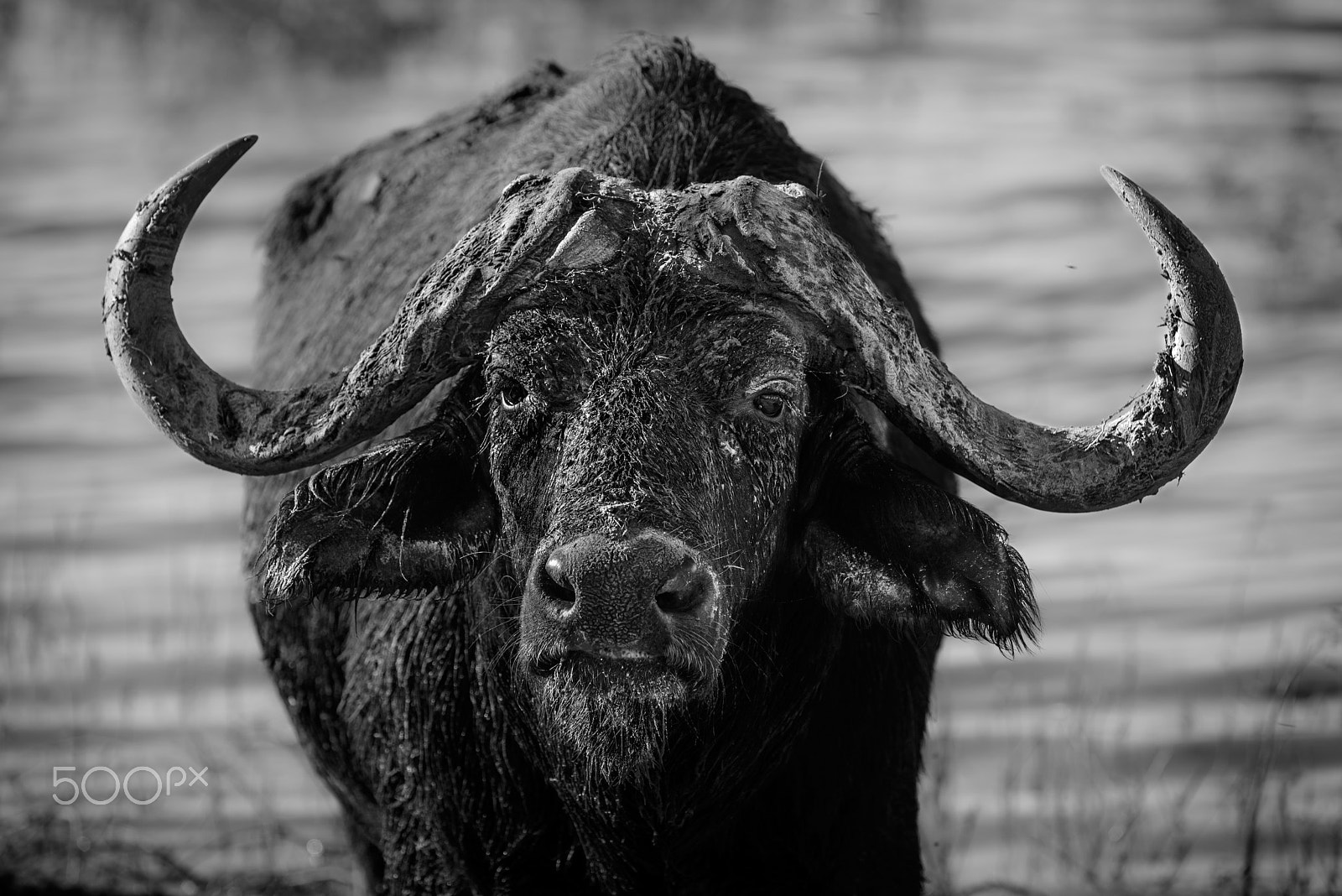 Nikon D800 sample photo. Beast photography