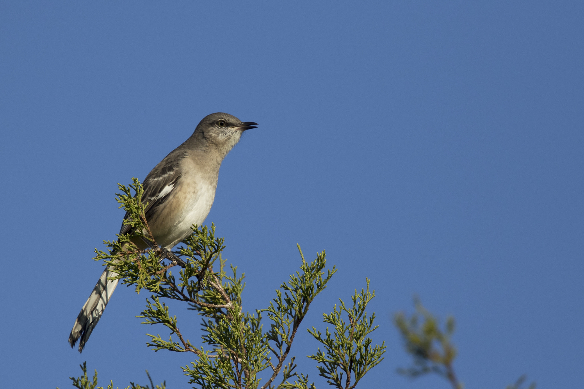 Canon EOS 7D Mark II sample photo. Mocking bird photography