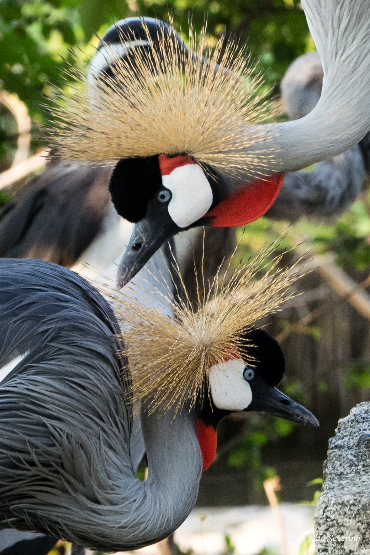 Sony a7R + Sony FE 70-200mm F4 G OSS sample photo. Mirror photography