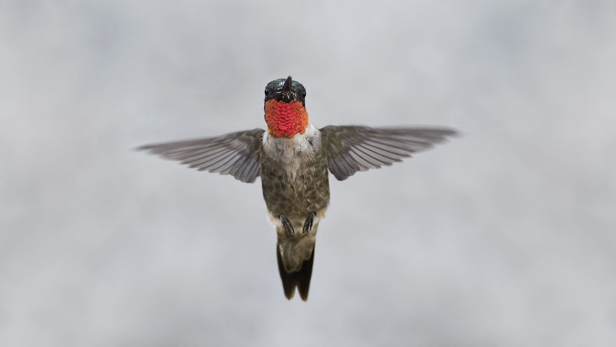 AF Zoom-Nikkor 35-70mm f/2.8D N sample photo. In your face photography