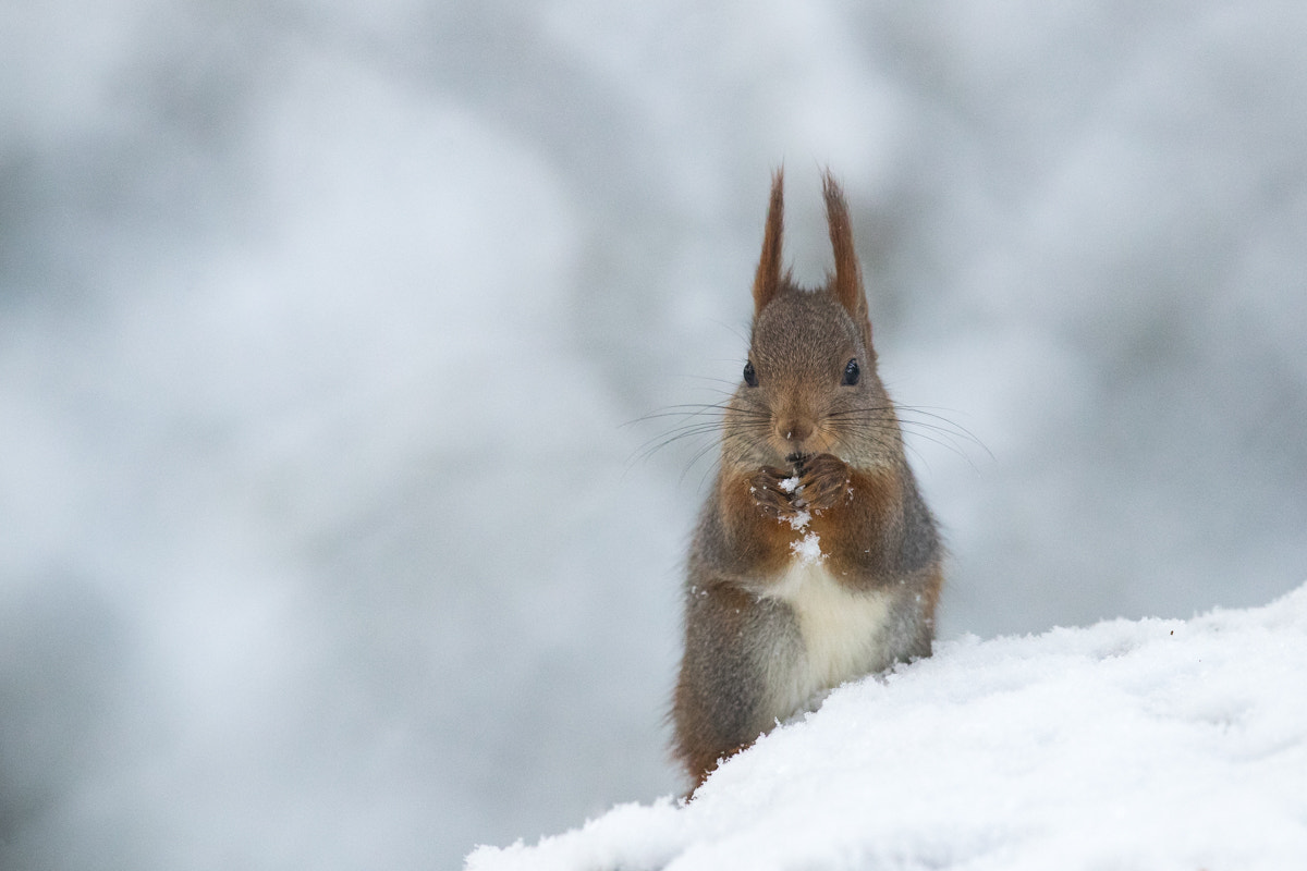 Canon EF 300mm F2.8L IS II USM sample photo. Squirrel in snow. photography