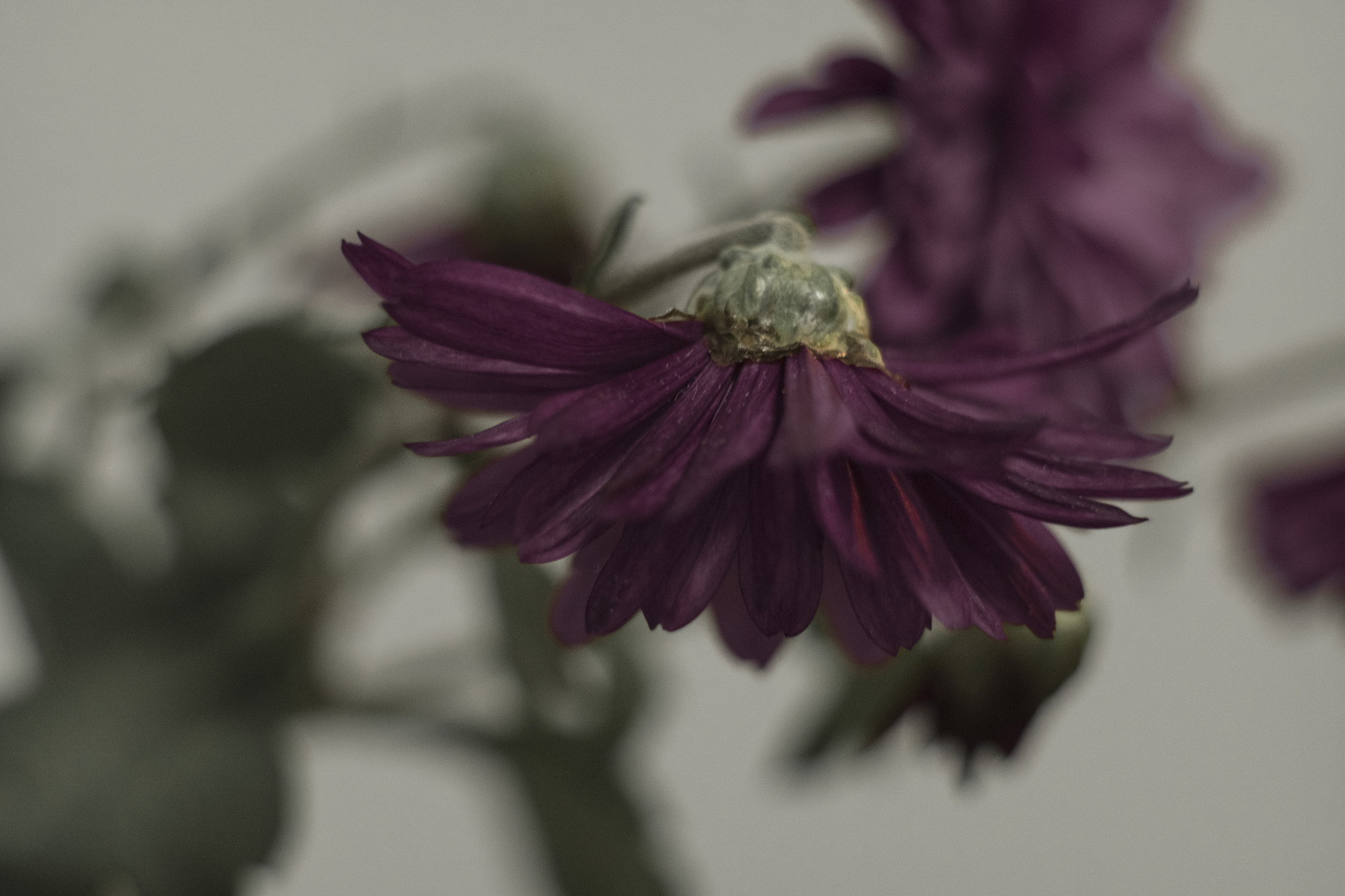Fujifilm X-Pro2 + Fujifilm XF 60mm F2.4 R Macro sample photo