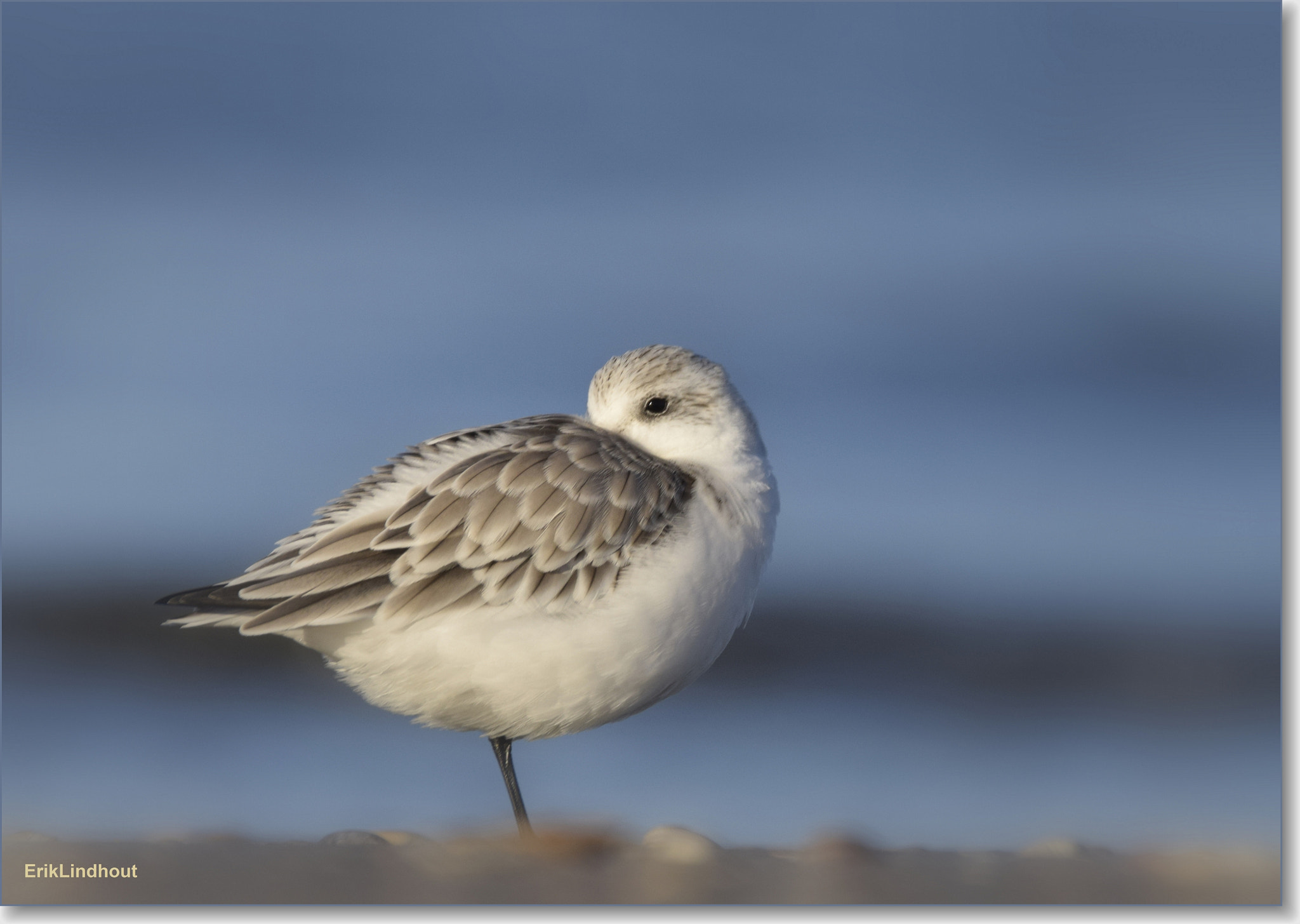 Sigma 150-600mm F5-6.3 DG OS HSM | C sample photo