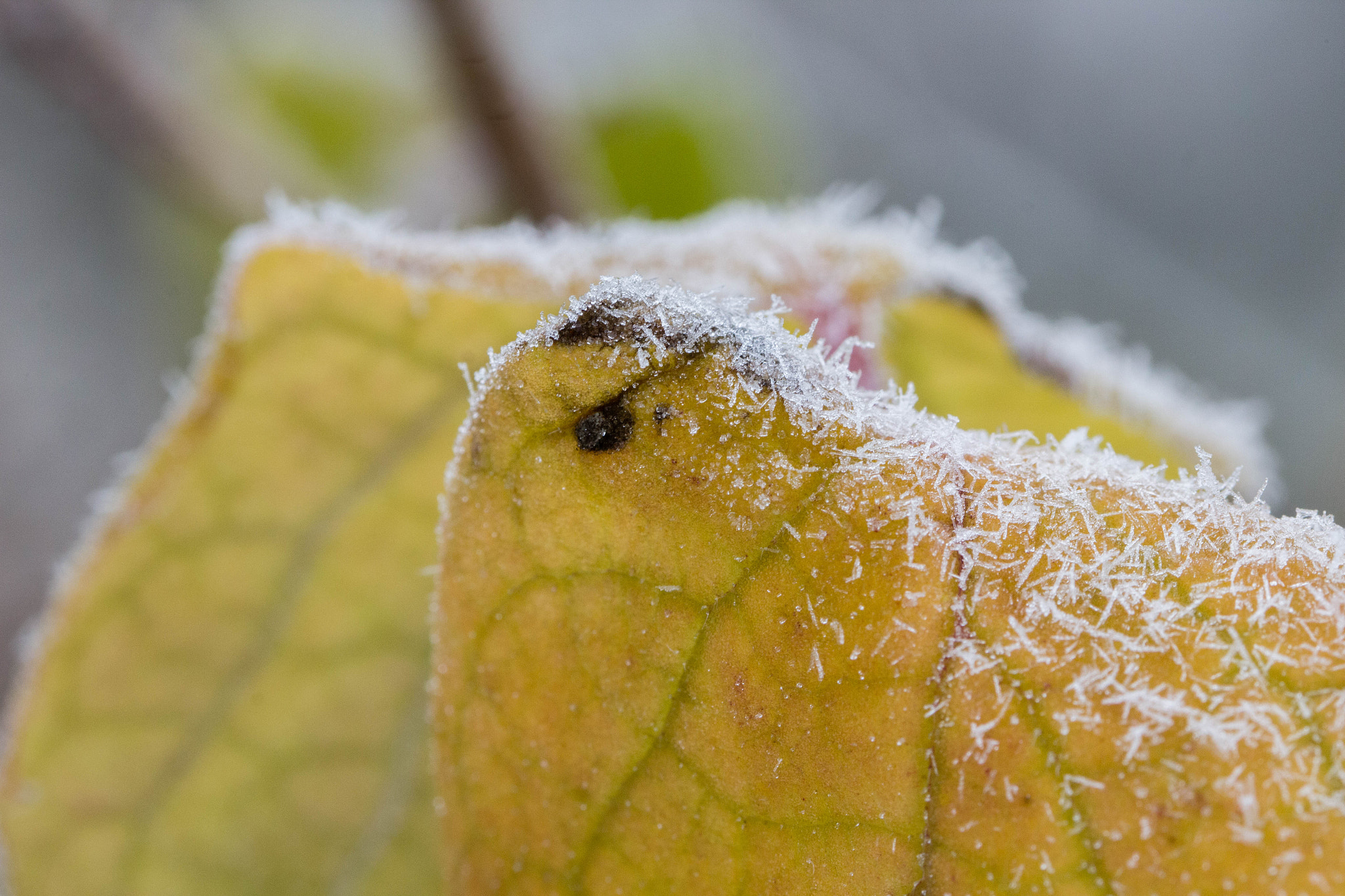 Canon EF 100mm F2.8L Macro IS USM sample photo. Leaf photography