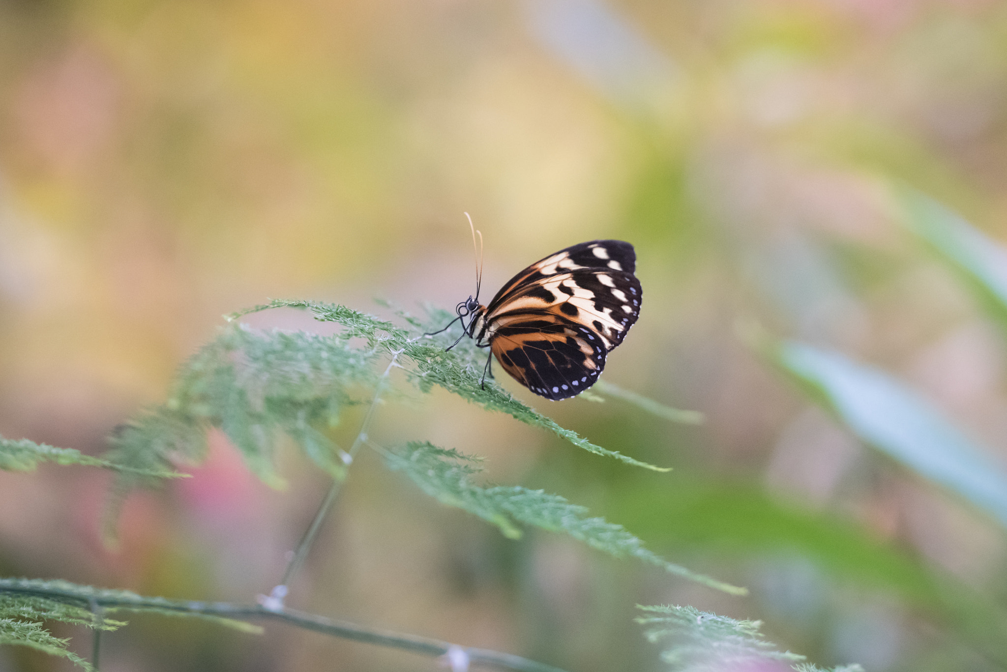 Sigma 150mm F2.8 EX DG OS Macro HSM sample photo. Thitorea harmonia photography