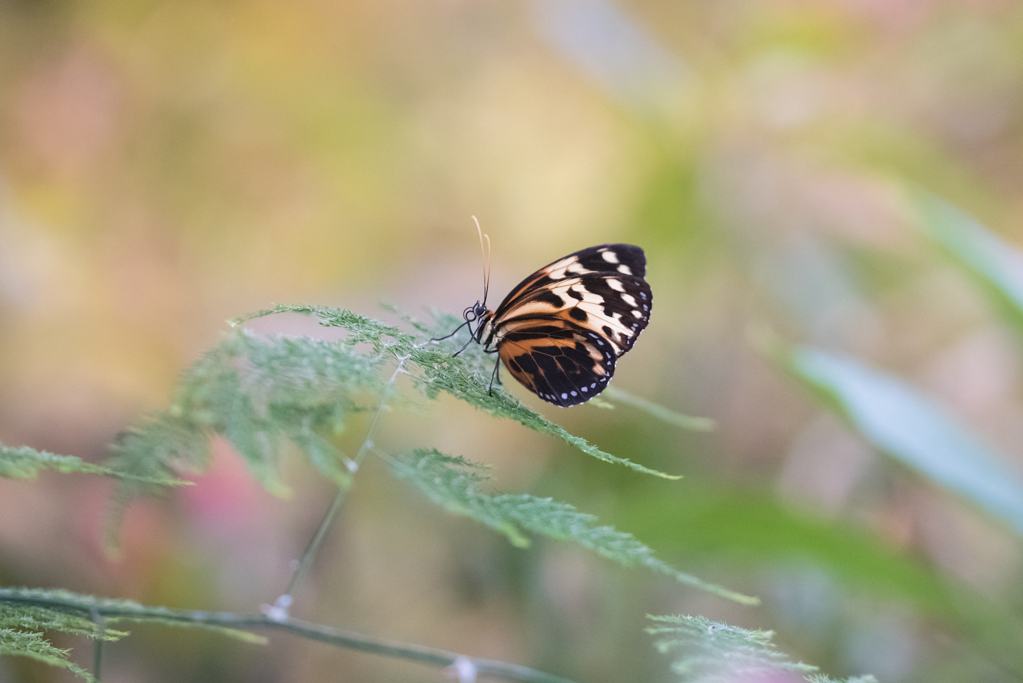 Nikon D750 + Sigma 150mm F2.8 EX DG OS Macro HSM sample photo. Thitorea harmonia photography