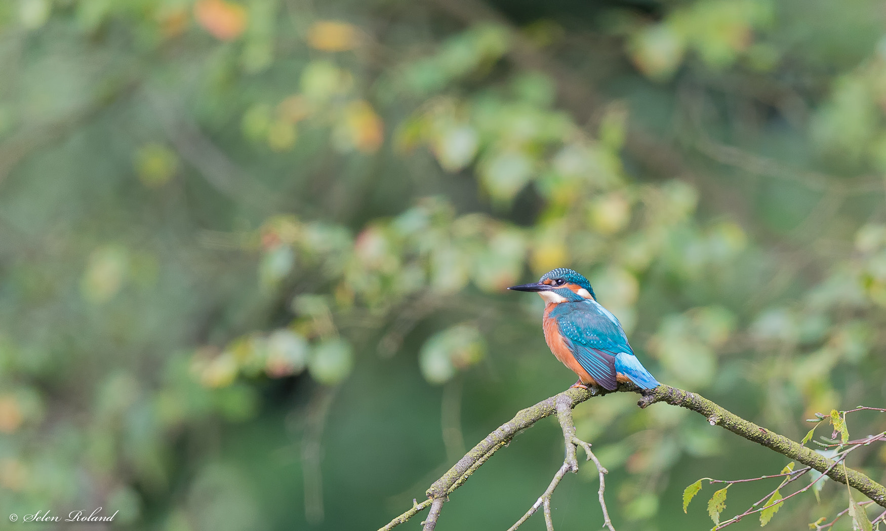 Nikon D4 + Nikon AF-S Nikkor 500mm F4G ED VR sample photo. Ijsvogel - kingfisher photography