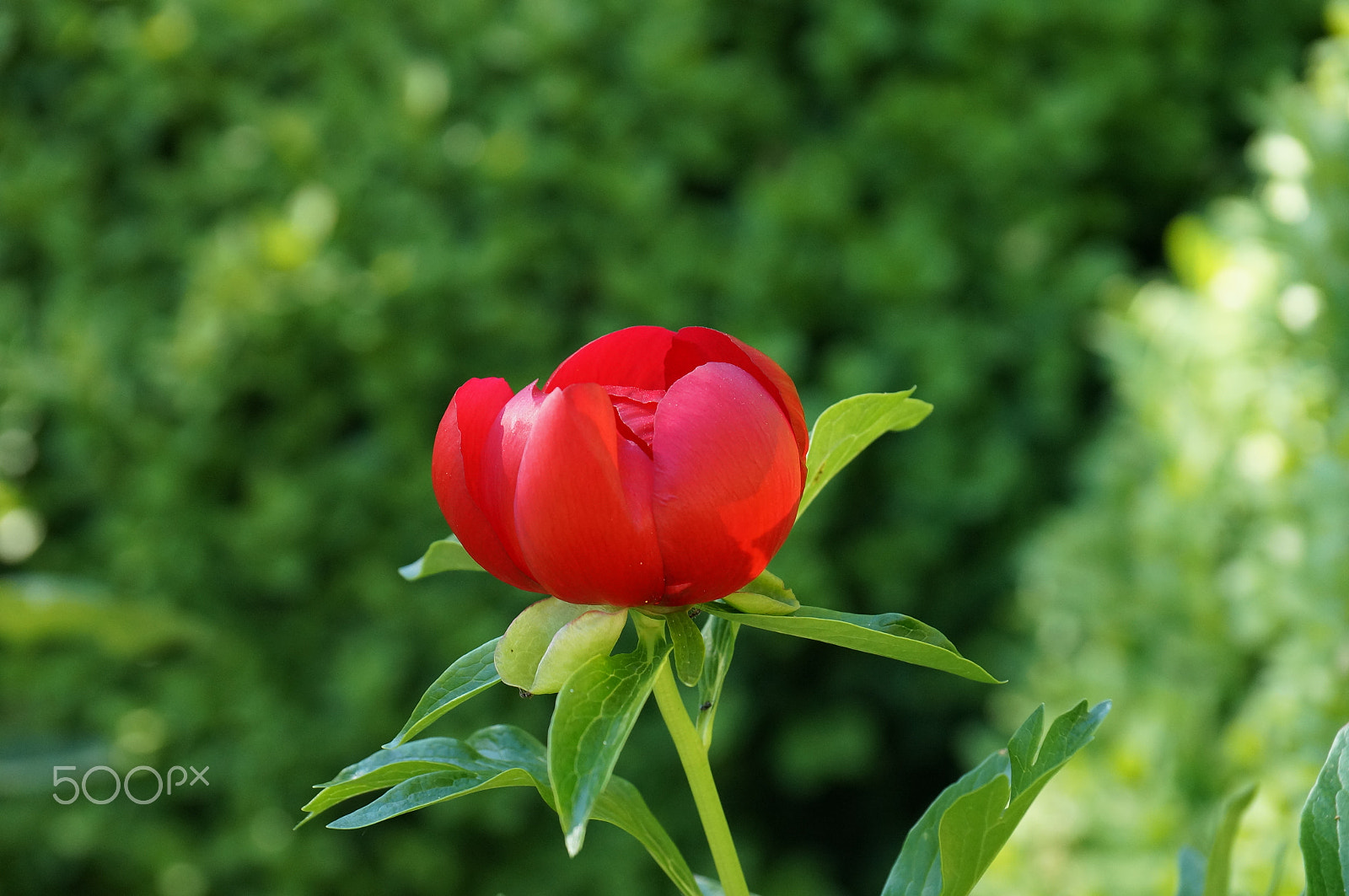 Sony DT 18-135mm F3.5-5.6 SAM sample photo. Red peony 2 photography