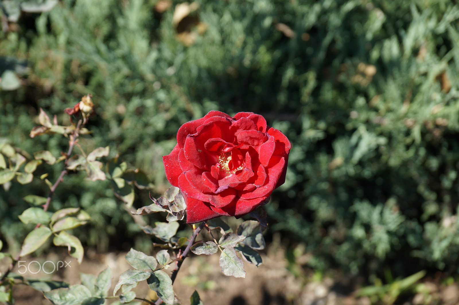 Sony SLT-A57 sample photo. Autumn rose photography