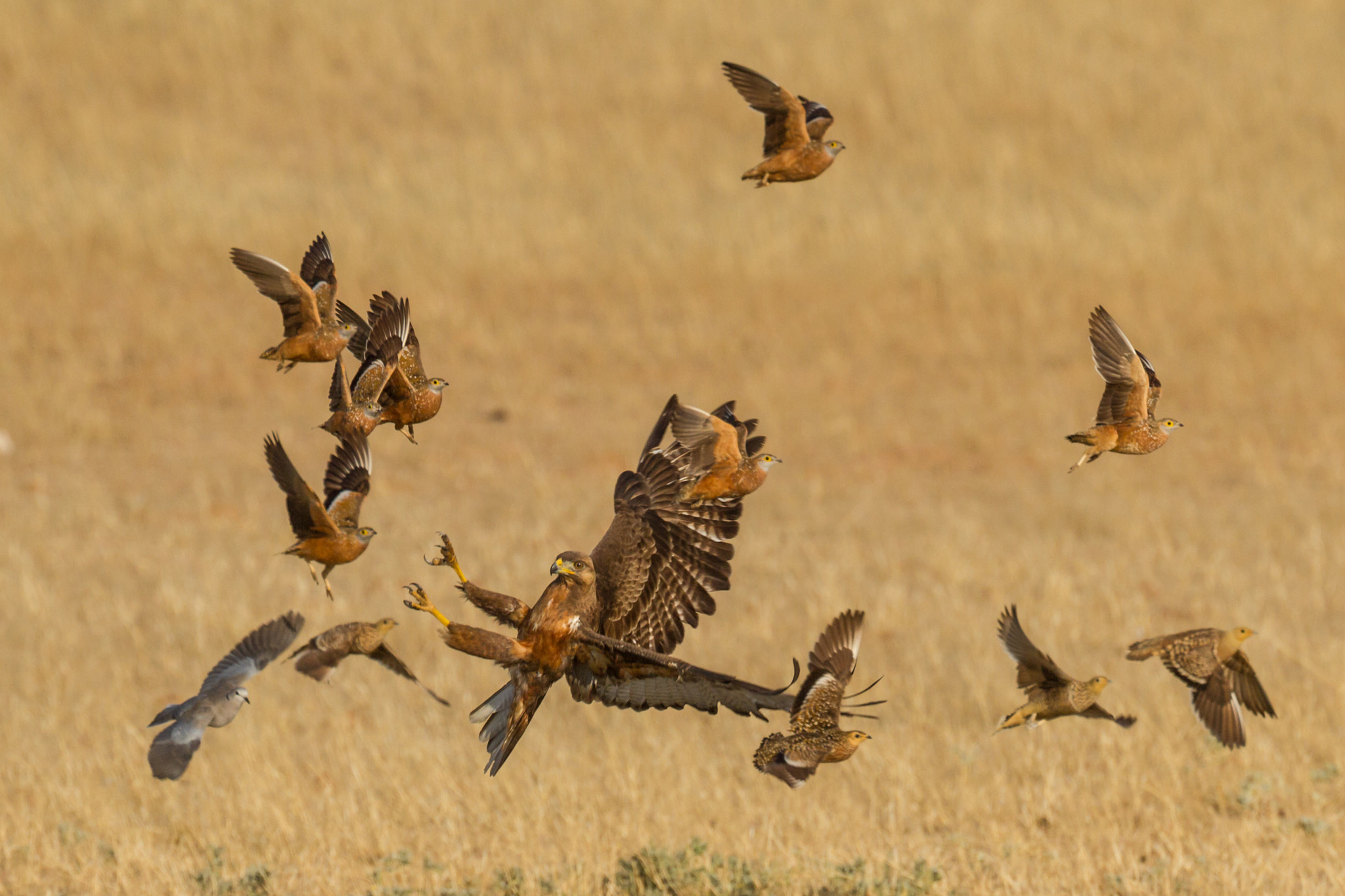 Canon EF 200-400mm F4L IS USM Extender 1.4x sample photo. Young jackal buzzard ii photography