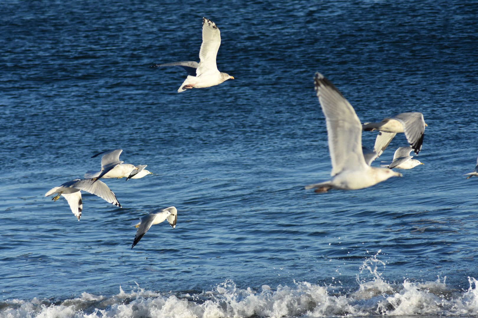 Nikon AF Nikkor 70-300mm F4-5.6G sample photo. Seabirds photography