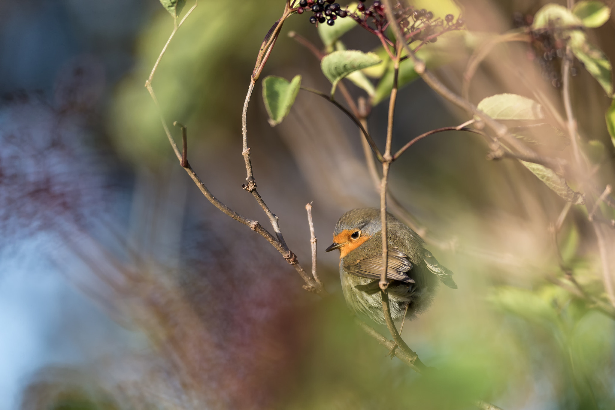 Canon EOS-1D X + Canon EF 600mm f/4L IS sample photo. A shy robin photography