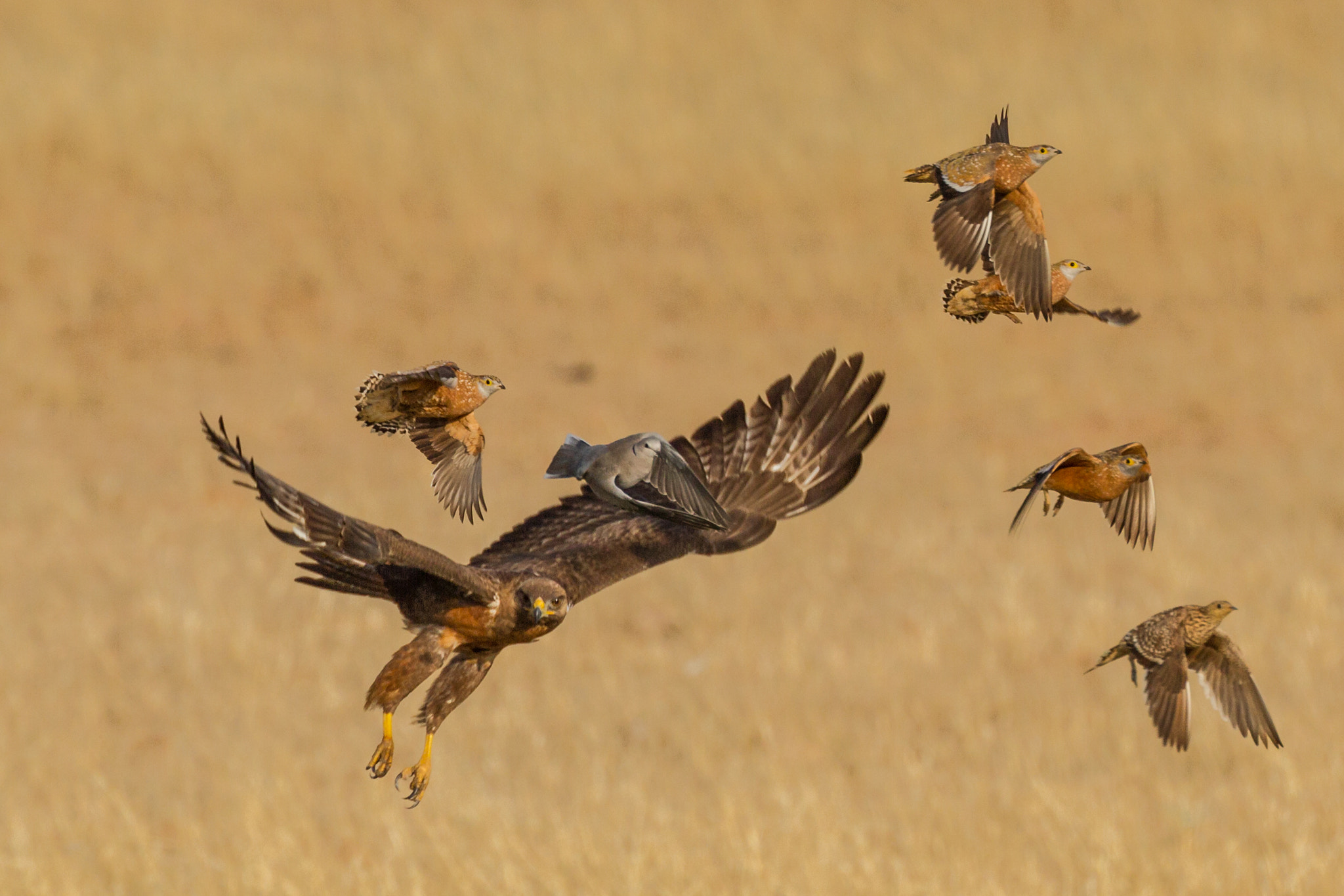 Canon EF 200-400mm F4L IS USM Extender 1.4x sample photo. Young buzzard hunting iii photography