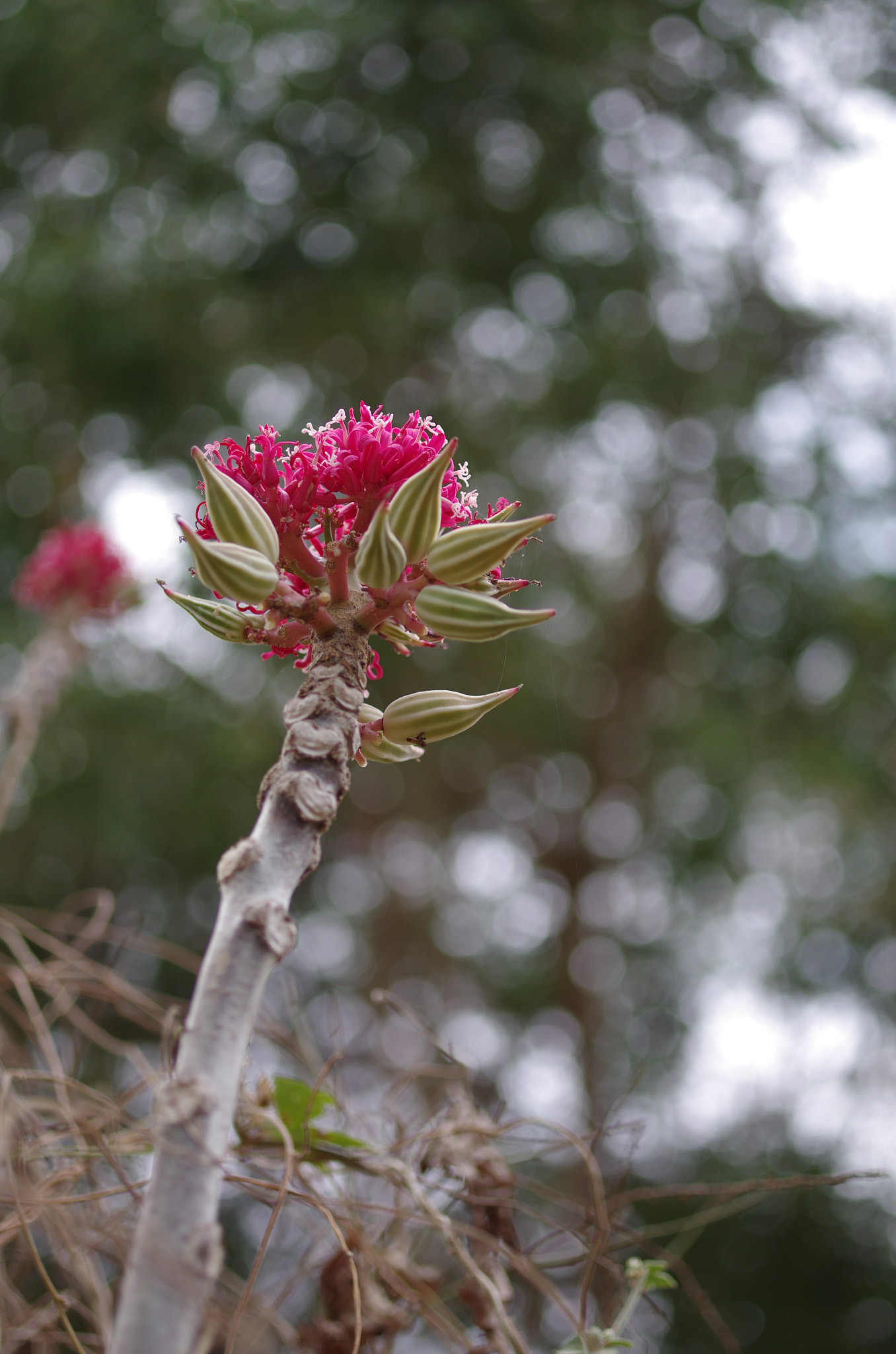 Pentax smc D-FA 50mm F2.8 Macro sample photo