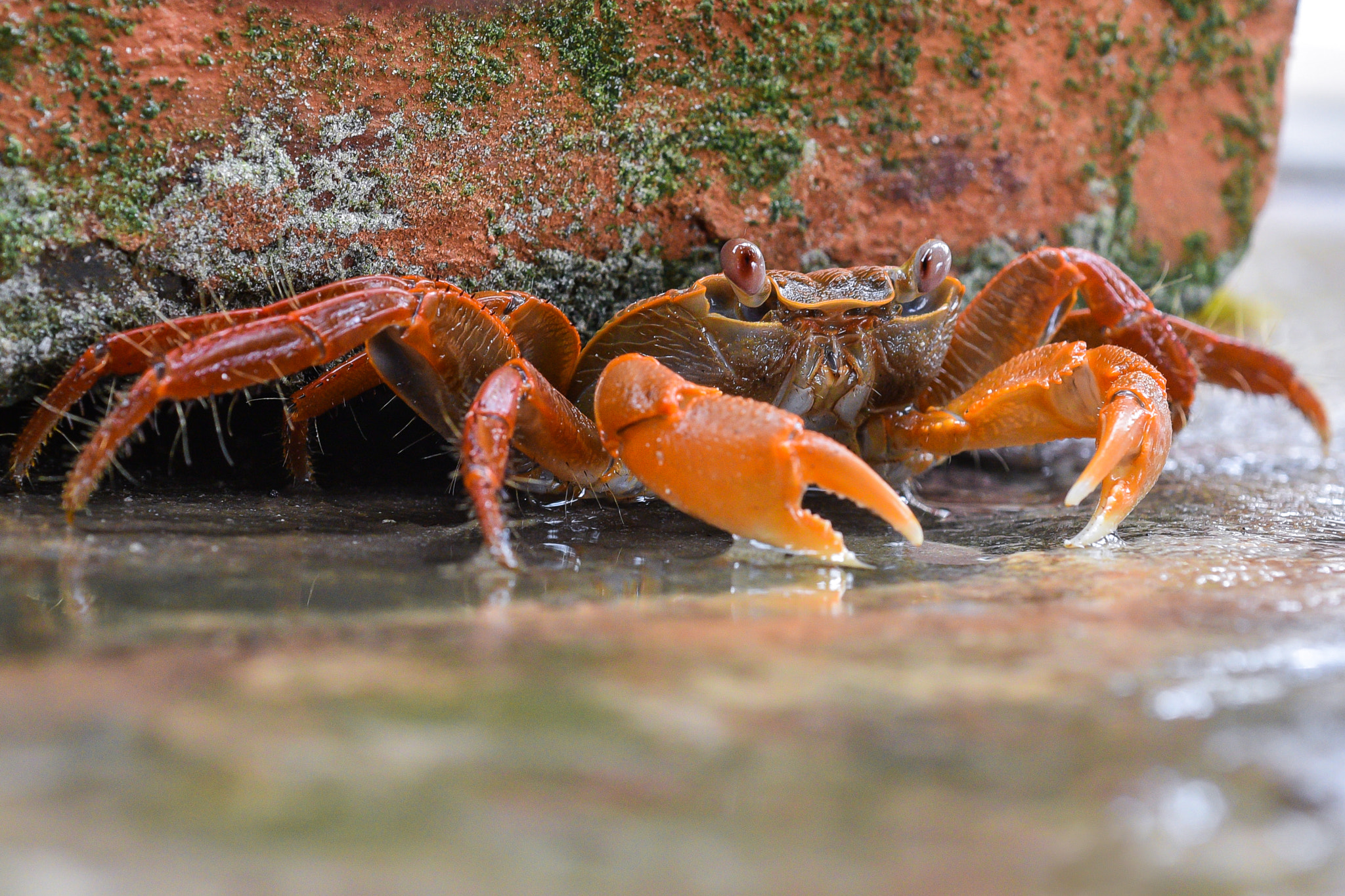 Nikon AF Micro-Nikkor 60mm F2.8D sample photo. Mr.crab photography