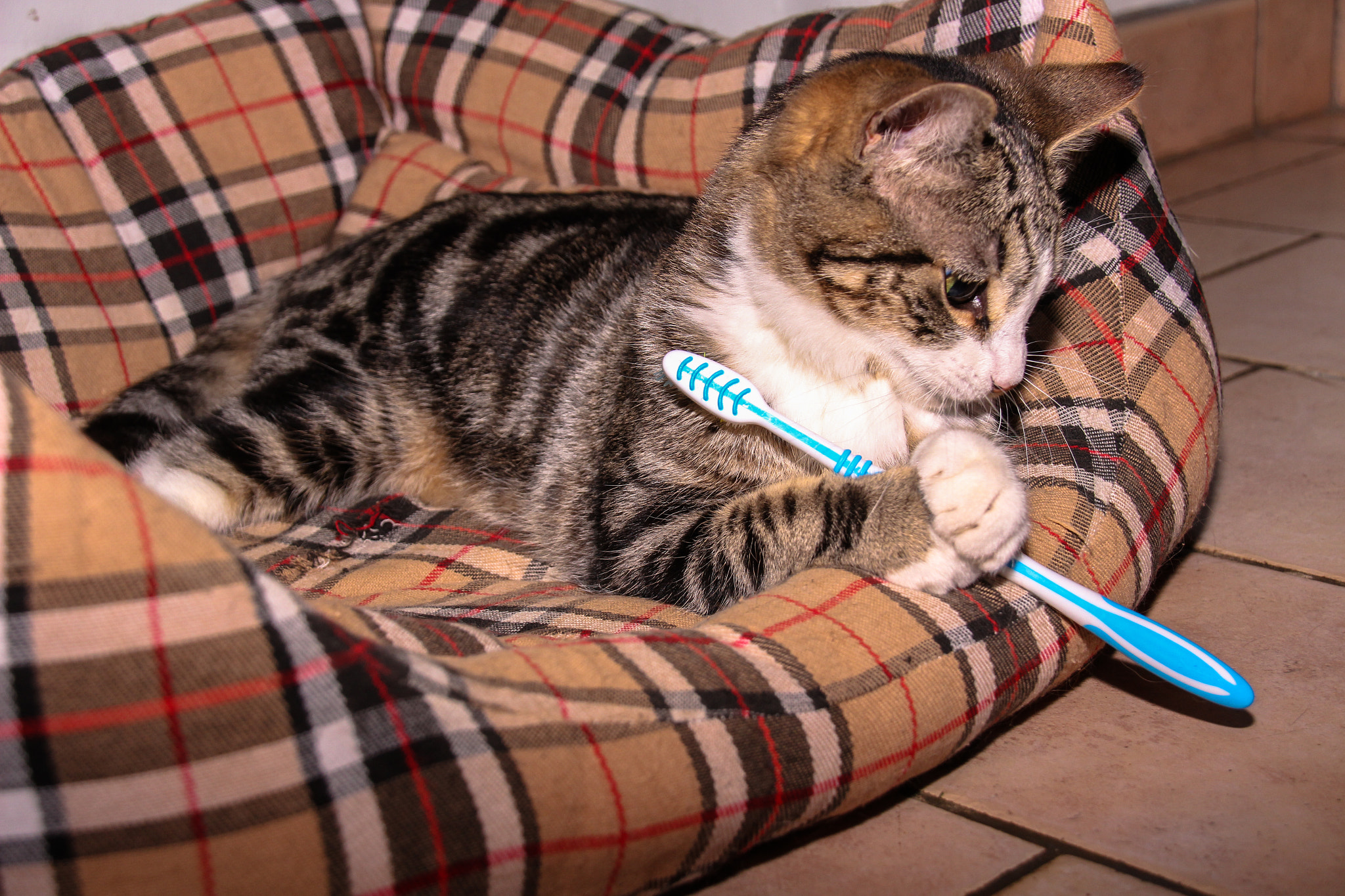 Canon EOS 100D (EOS Rebel SL1 / EOS Kiss X7) sample photo. Cat with a toothbrush photography