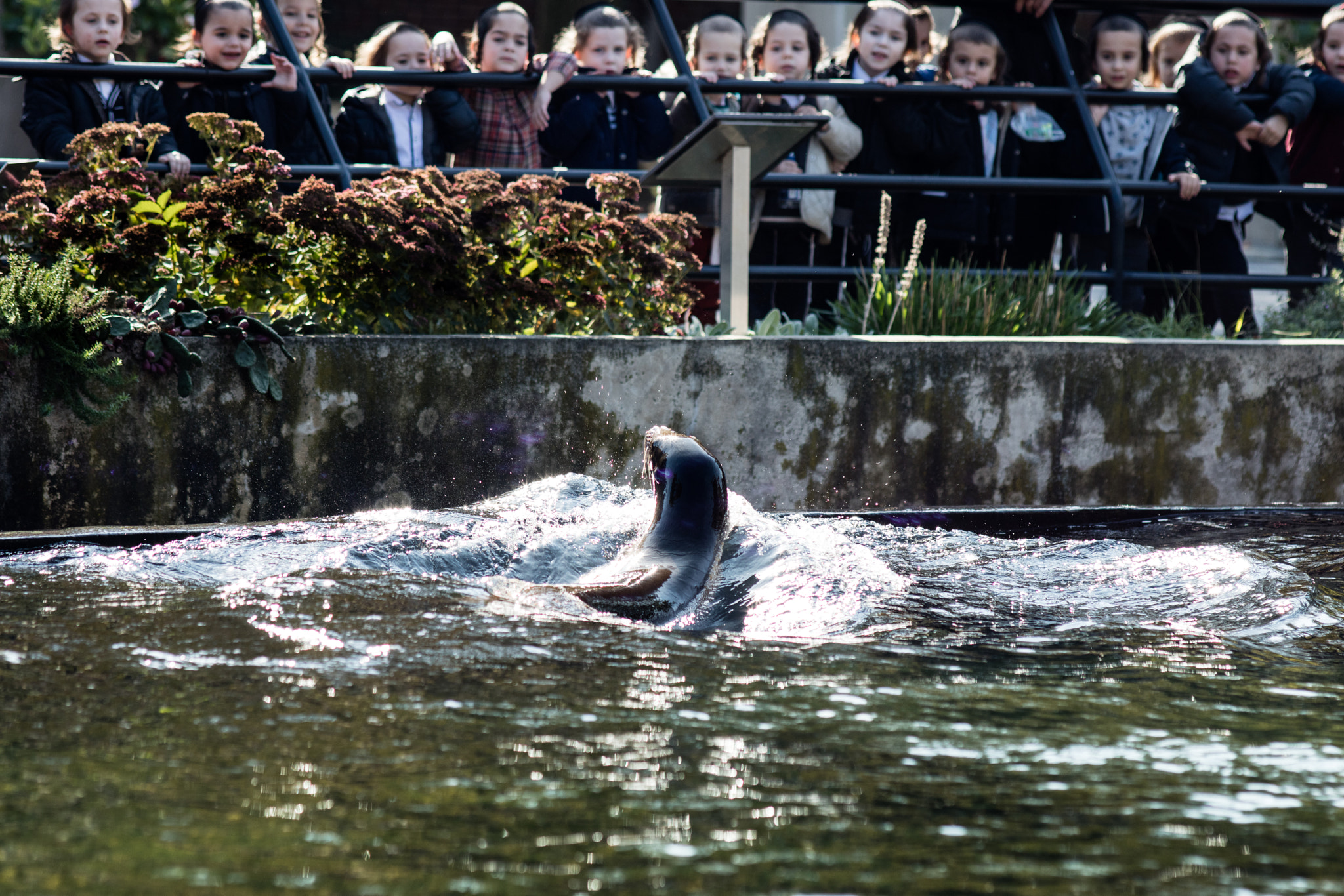 Canon EF 200mm F2.8L II USM sample photo. Seal lion checking out the people photography