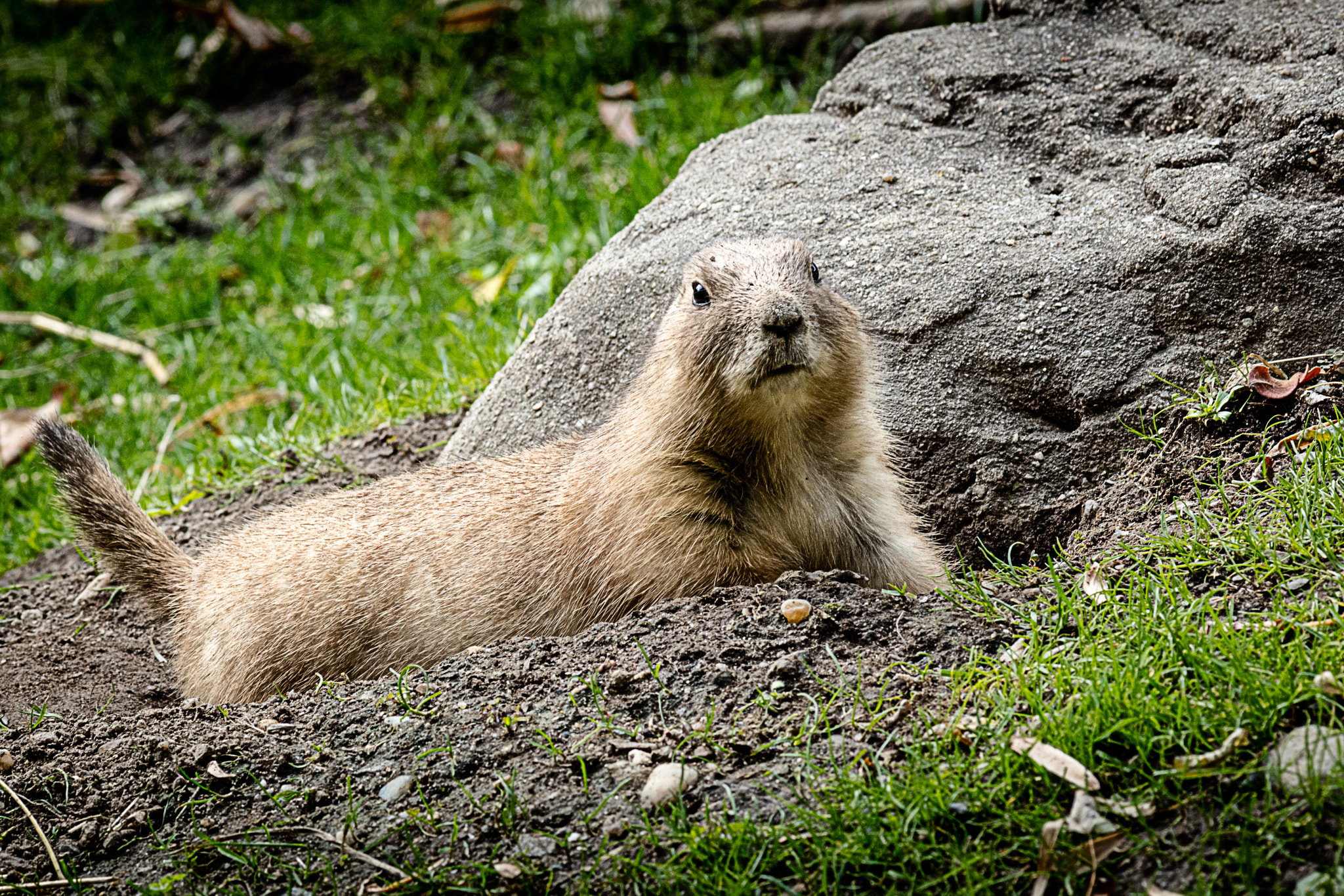 Canon EOS 5DS + Canon EF 200mm F2.8L II USM sample photo. Brooklyn prairie dog photography