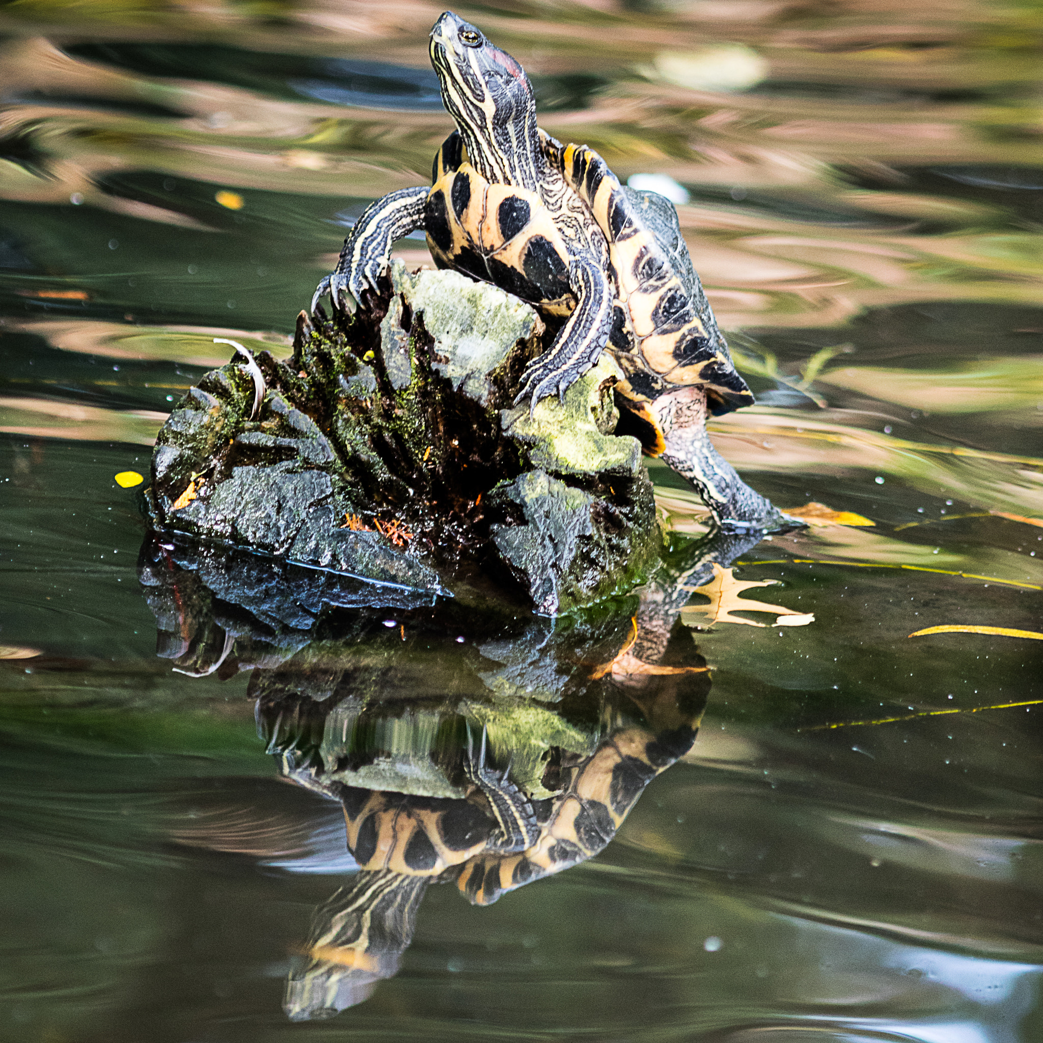 Canon EOS 5DS + Canon EF 200mm F2.8L II USM sample photo. Timid turtle photography