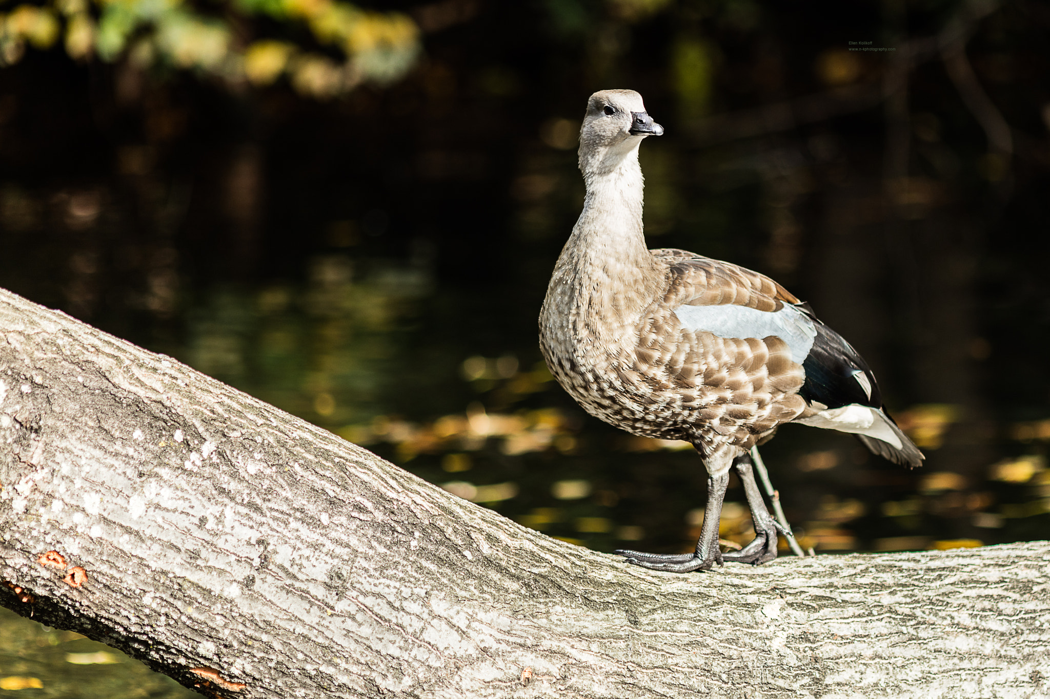 Canon EOS 5DS + Canon EF 200mm F2.8L II USM sample photo. Diva duck photography