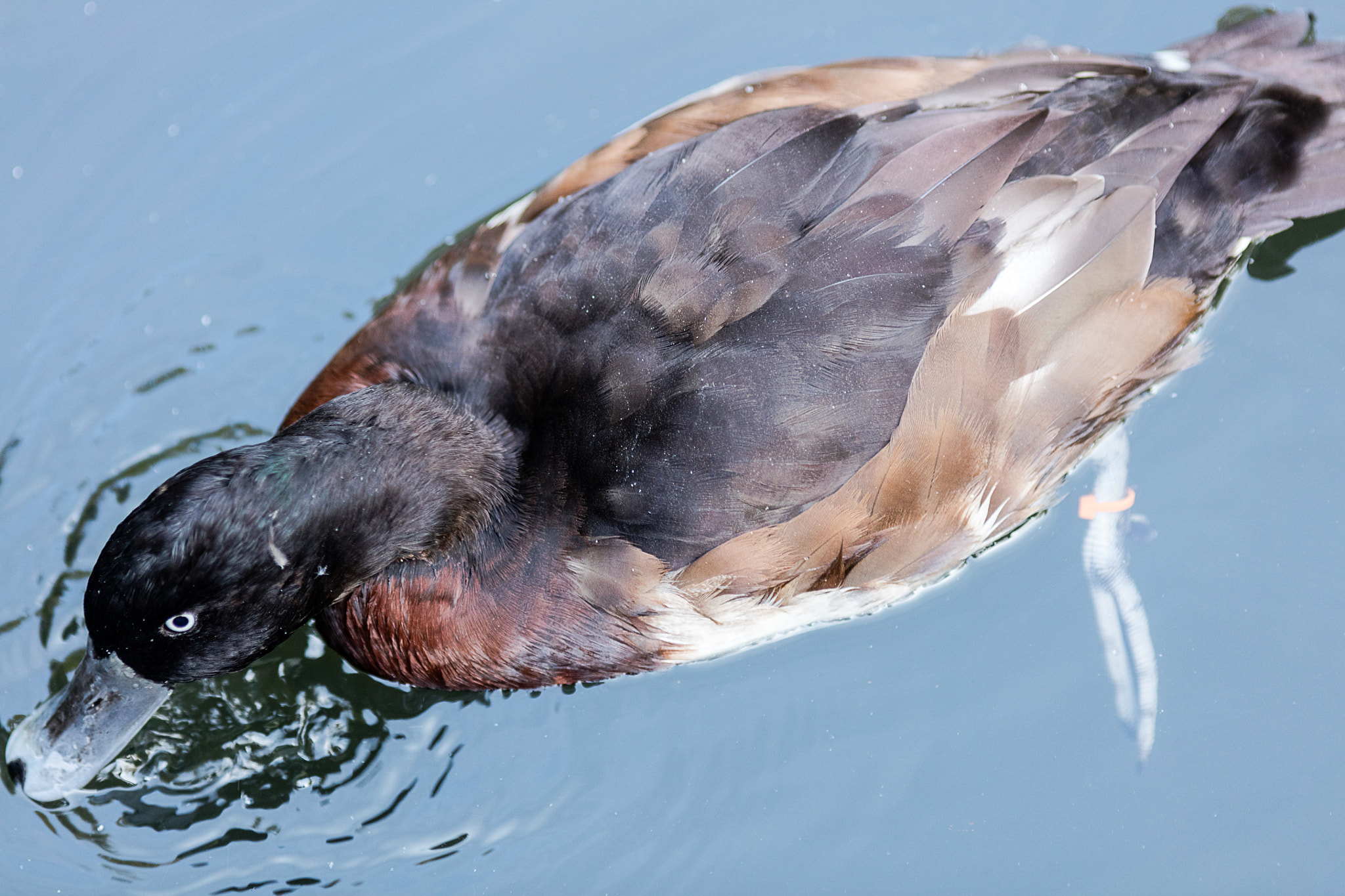 Canon EF 200mm F2.8L II USM sample photo. Diving duck photography