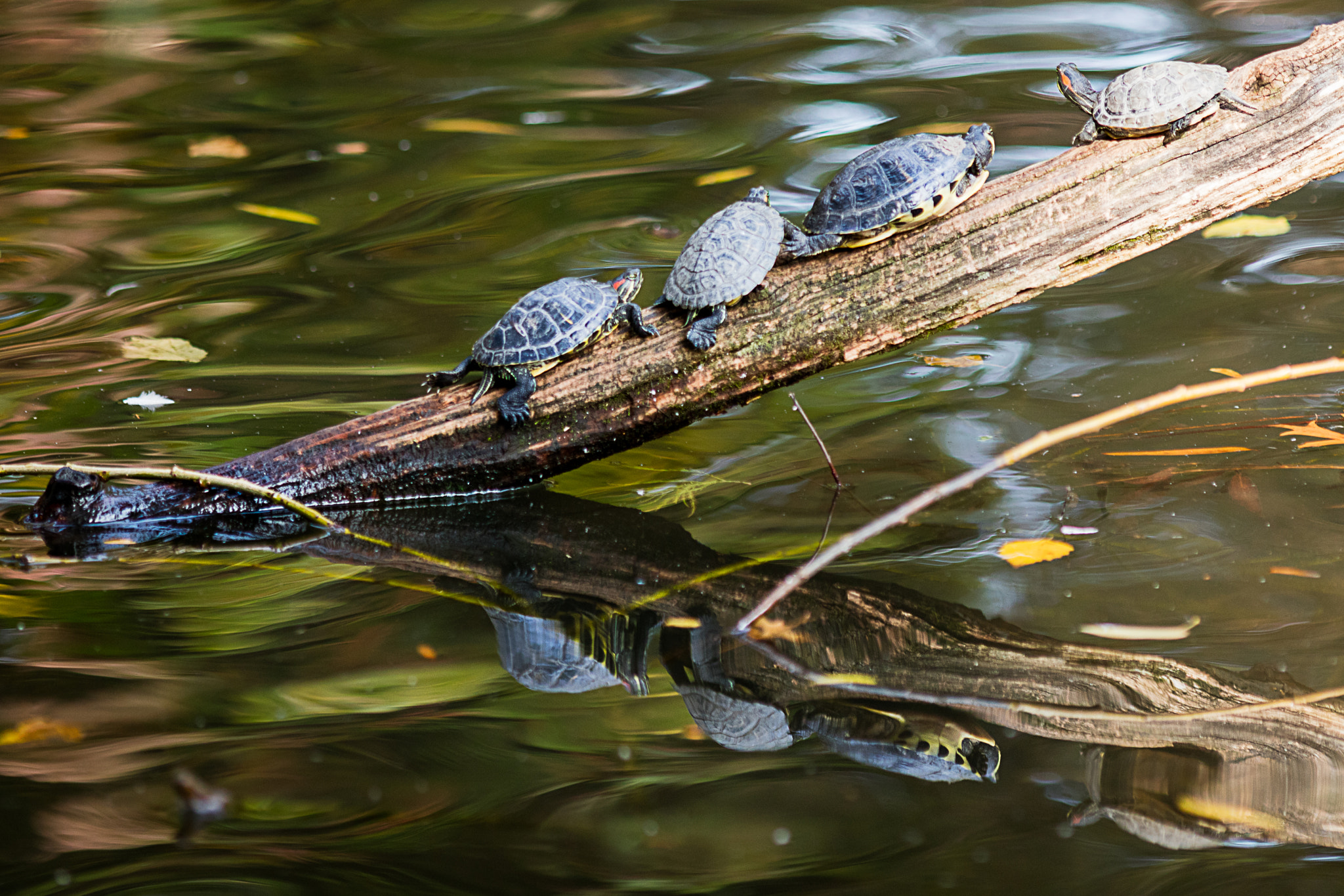 Canon EOS 5DS sample photo. Tiny turtles on a log photography