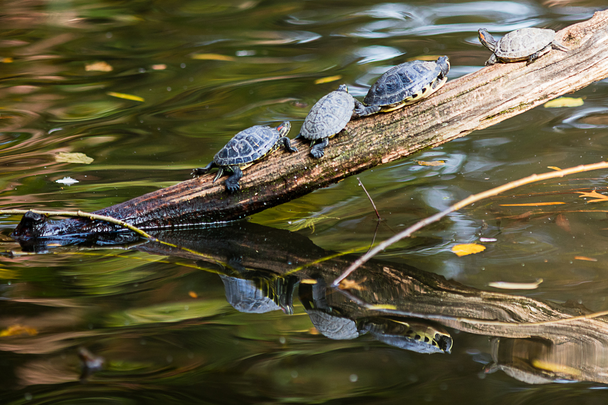 Canon EOS 5DS + Canon EF 200mm F2.8L II USM sample photo. Tiny turtles on a log photography