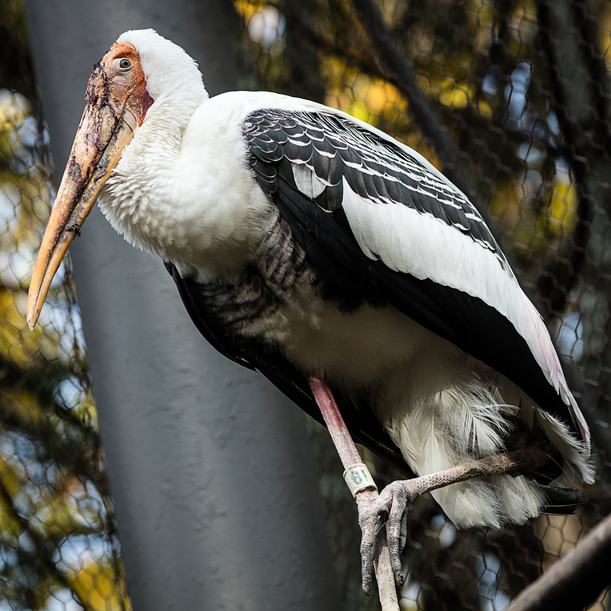 Canon EOS 5DS + Canon EF 200mm F2.8L II USM sample photo. You lookin' at me? photography