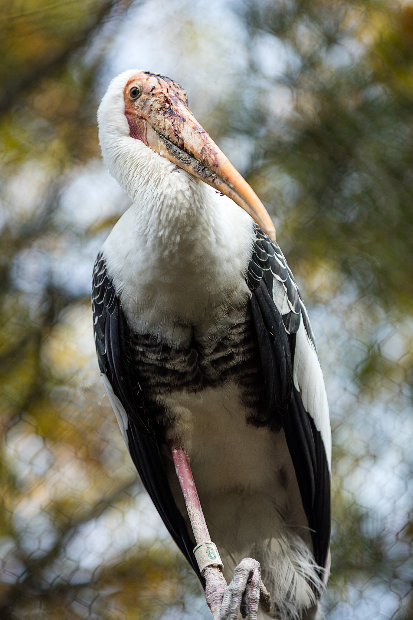 Canon EOS 5DS + Canon EF 200mm F2.8L II USM sample photo. Sly stork photography