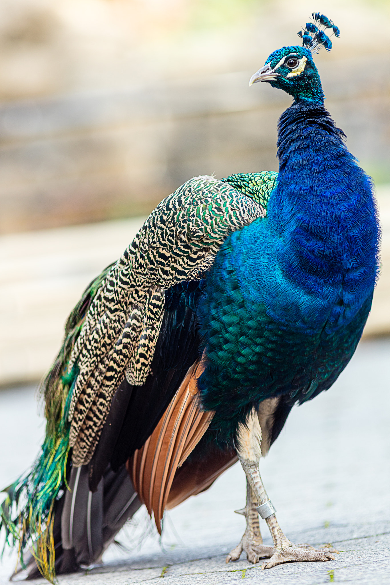 Canon EOS 5DS + Canon EF 200mm F2.8L II USM sample photo. Posing peacock photography