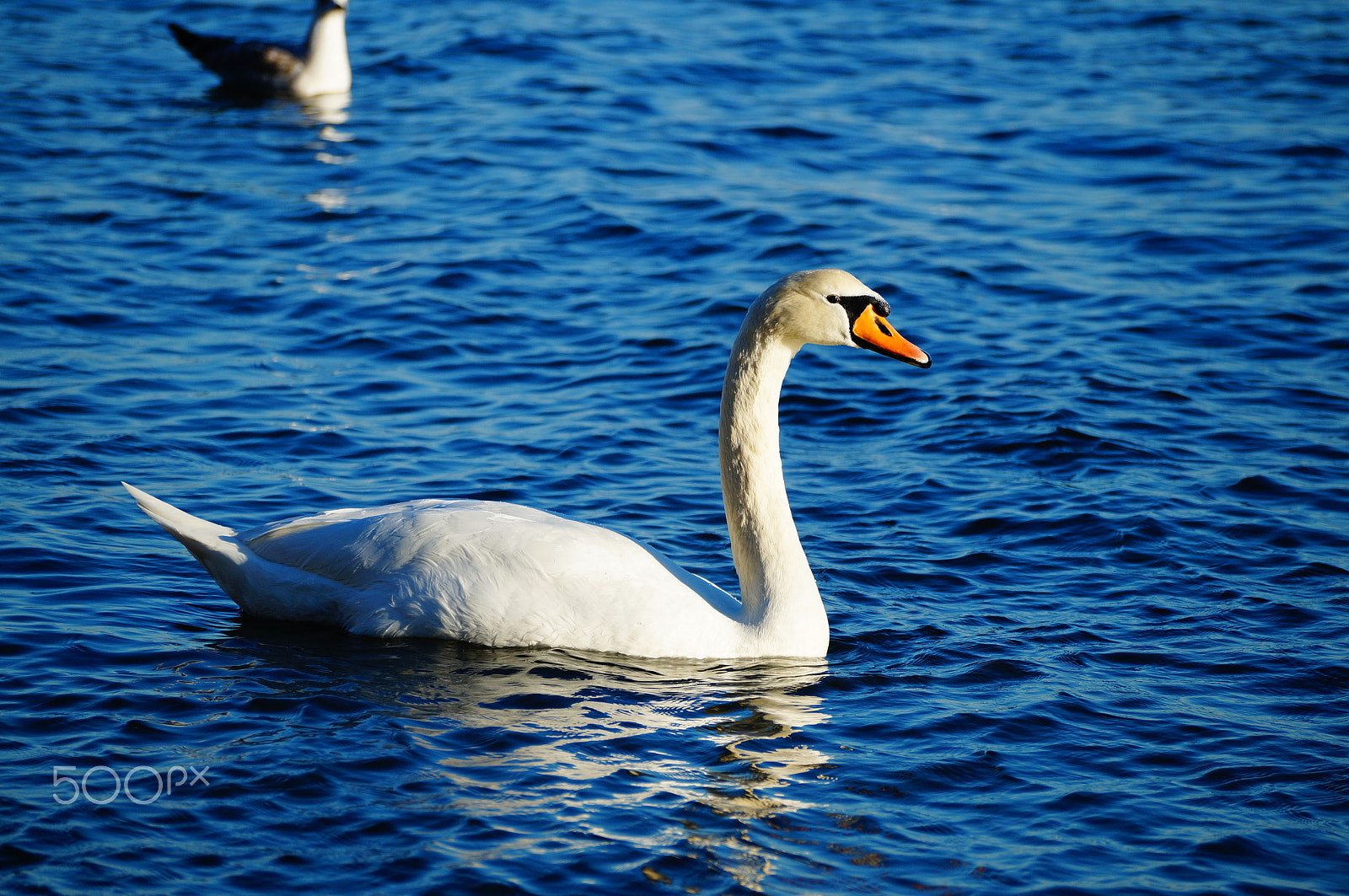 Sony SLT-A57 sample photo. Swan in the sea photography