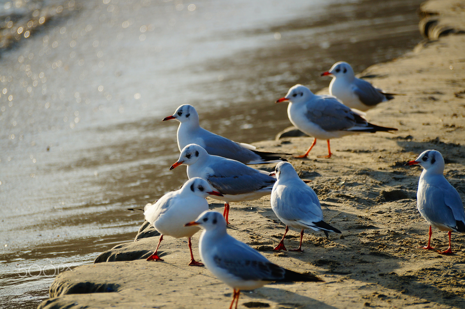 Sony SLT-A57 sample photo. Gulls photography