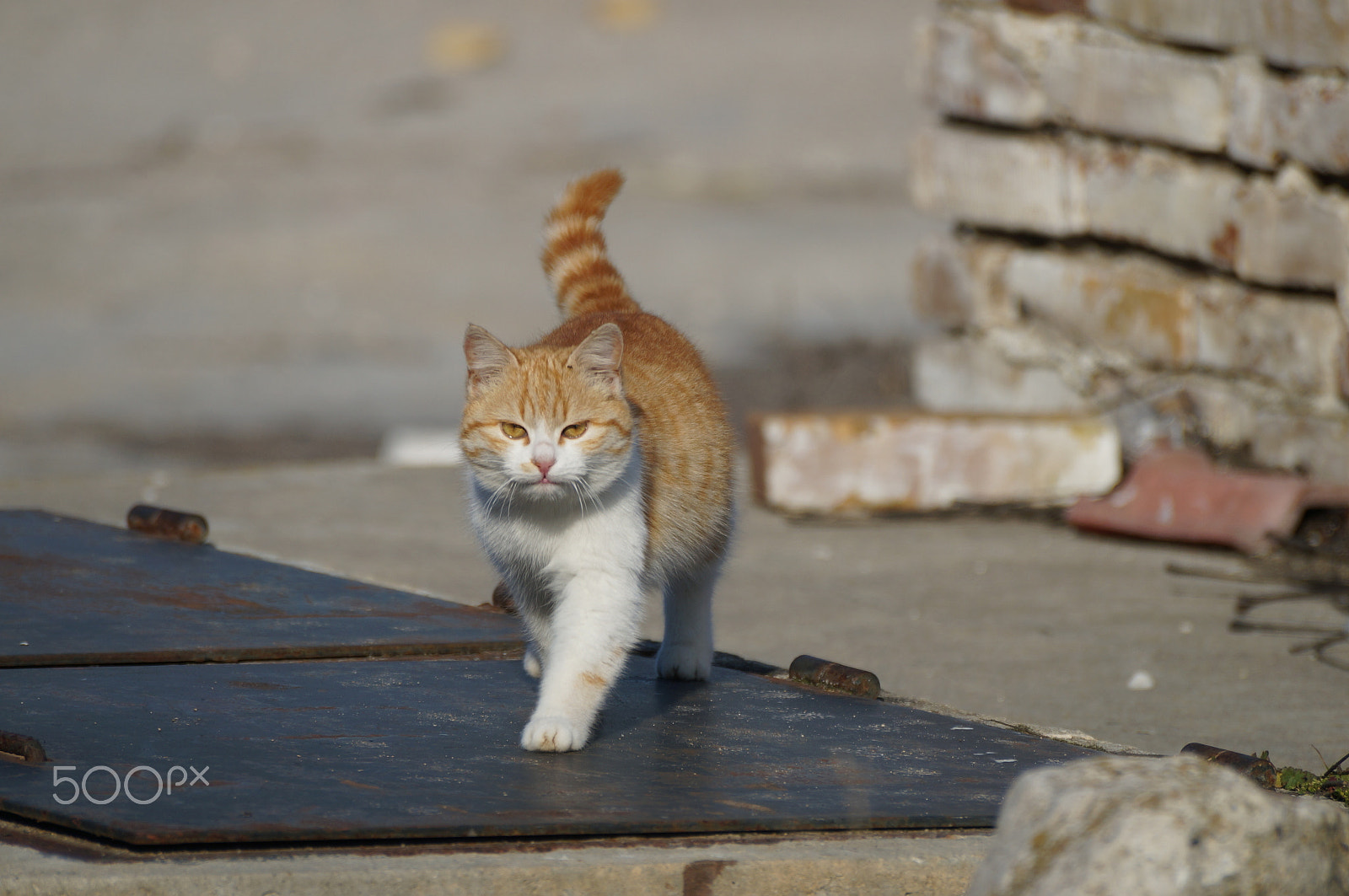 Sony SLT-A57 sample photo. Cat on a hot tin roof photography